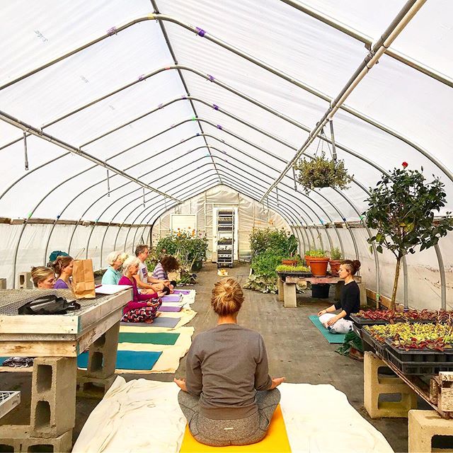 #Greenhouseyoga @helianativenursery again! This Saturday, 11/2 10:30-11:30am Come restore your body, mind and spirit while being bathed in warmth, light, and the sweet smells of growing plants at Helia Native Nursery in West Stockbridge. Victoria, ce