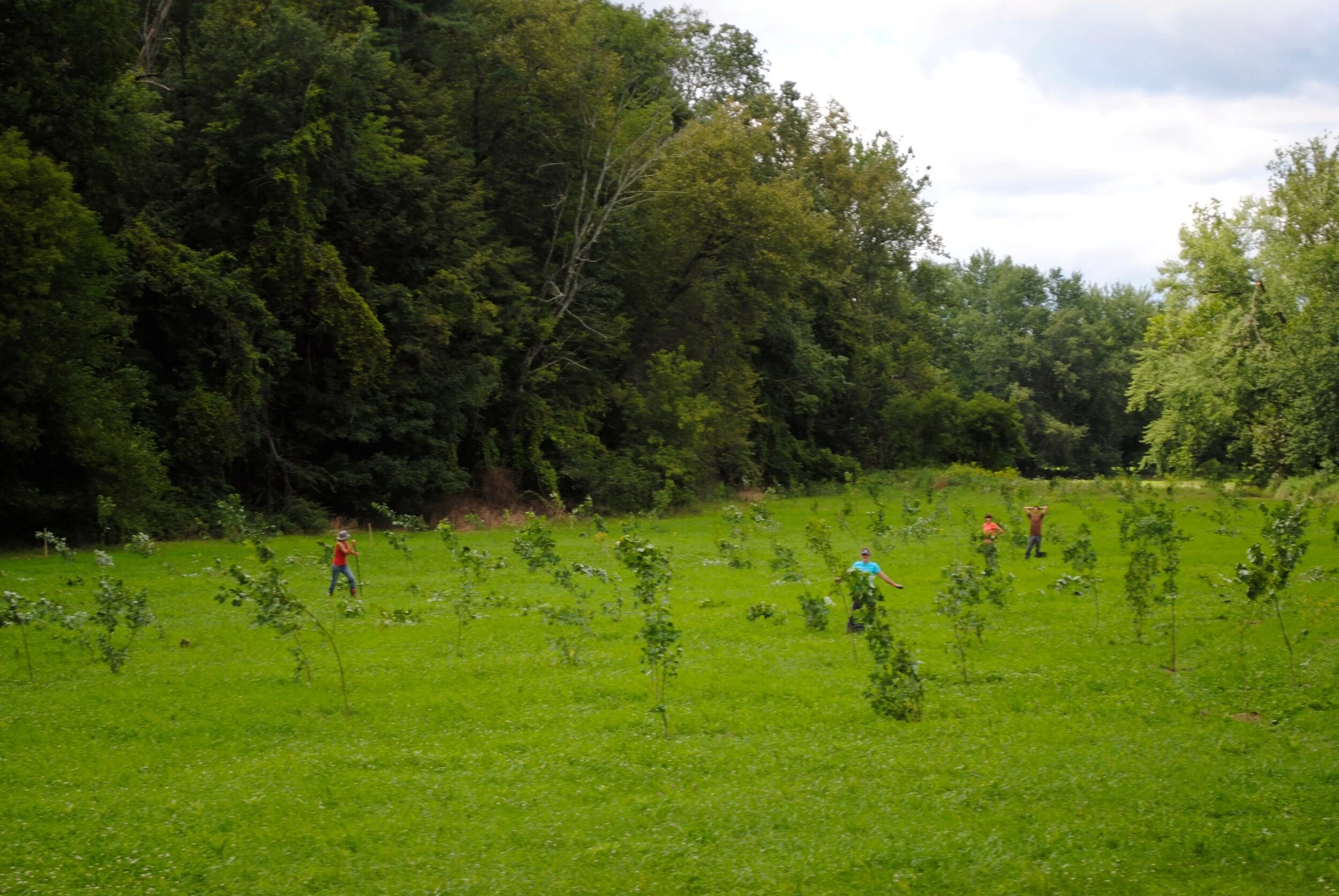 PLANT 500 TREES WITH US