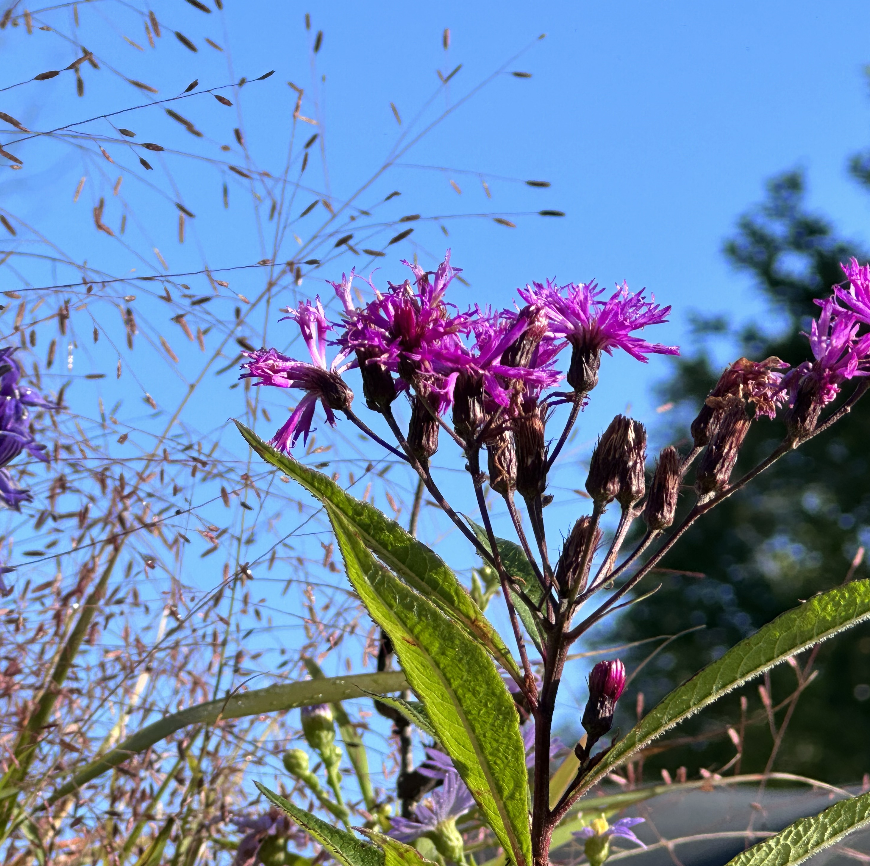 Vernonia noveboracensis New York Ironweed