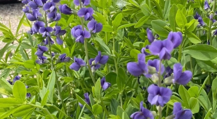Baptisia australis Blue False Indigo