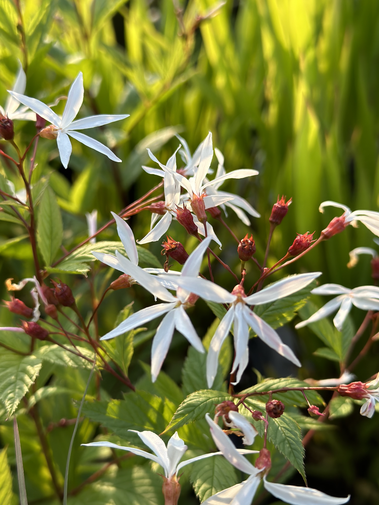 Gillenia trifoliata Indian Physic, Bowmans Root
