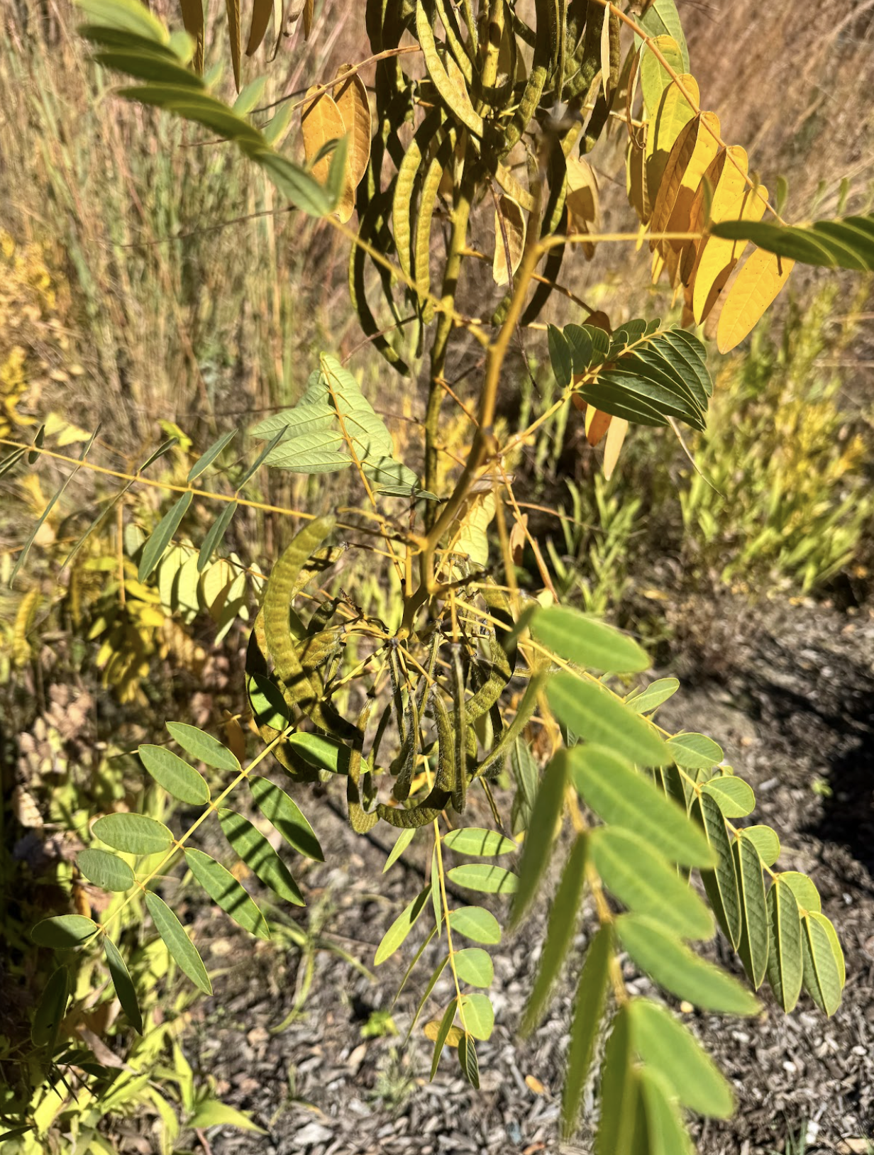 Senna hebecarpa American Senna