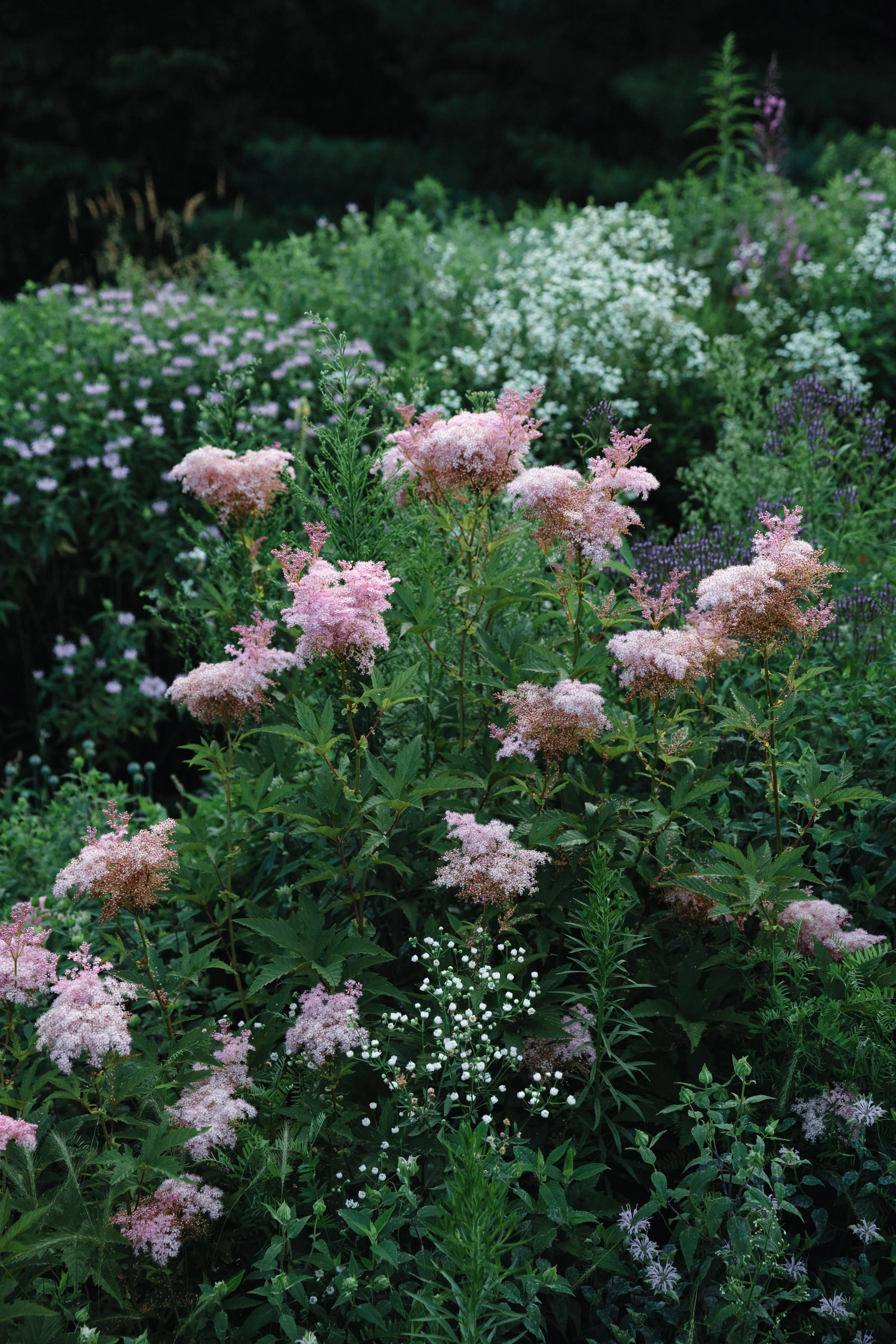 Filipendula rubra  Queen-of-the-Prairie