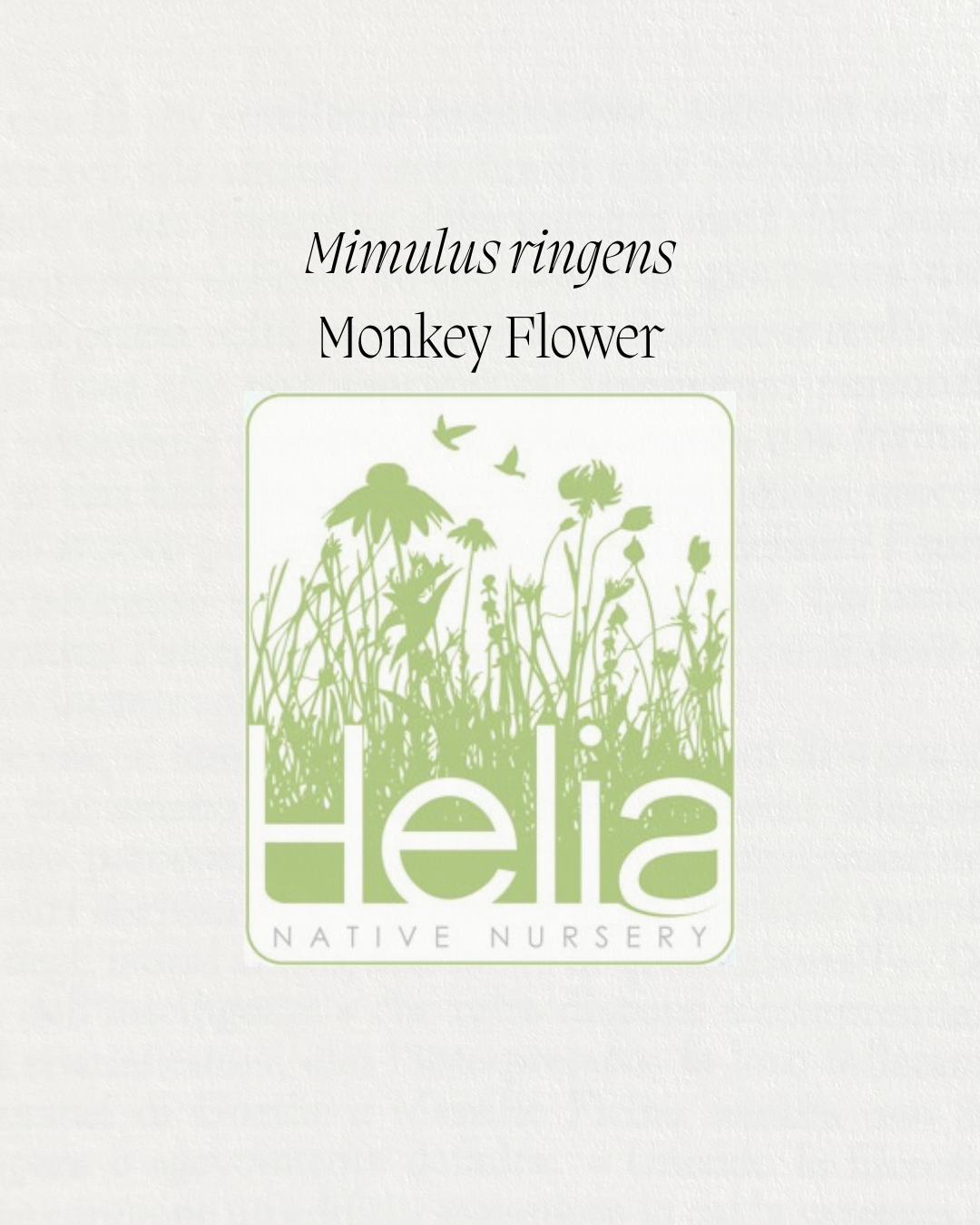 Mimulus ringens Monkey Flower