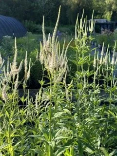 Veronicastrum virginicum Culver’s Root