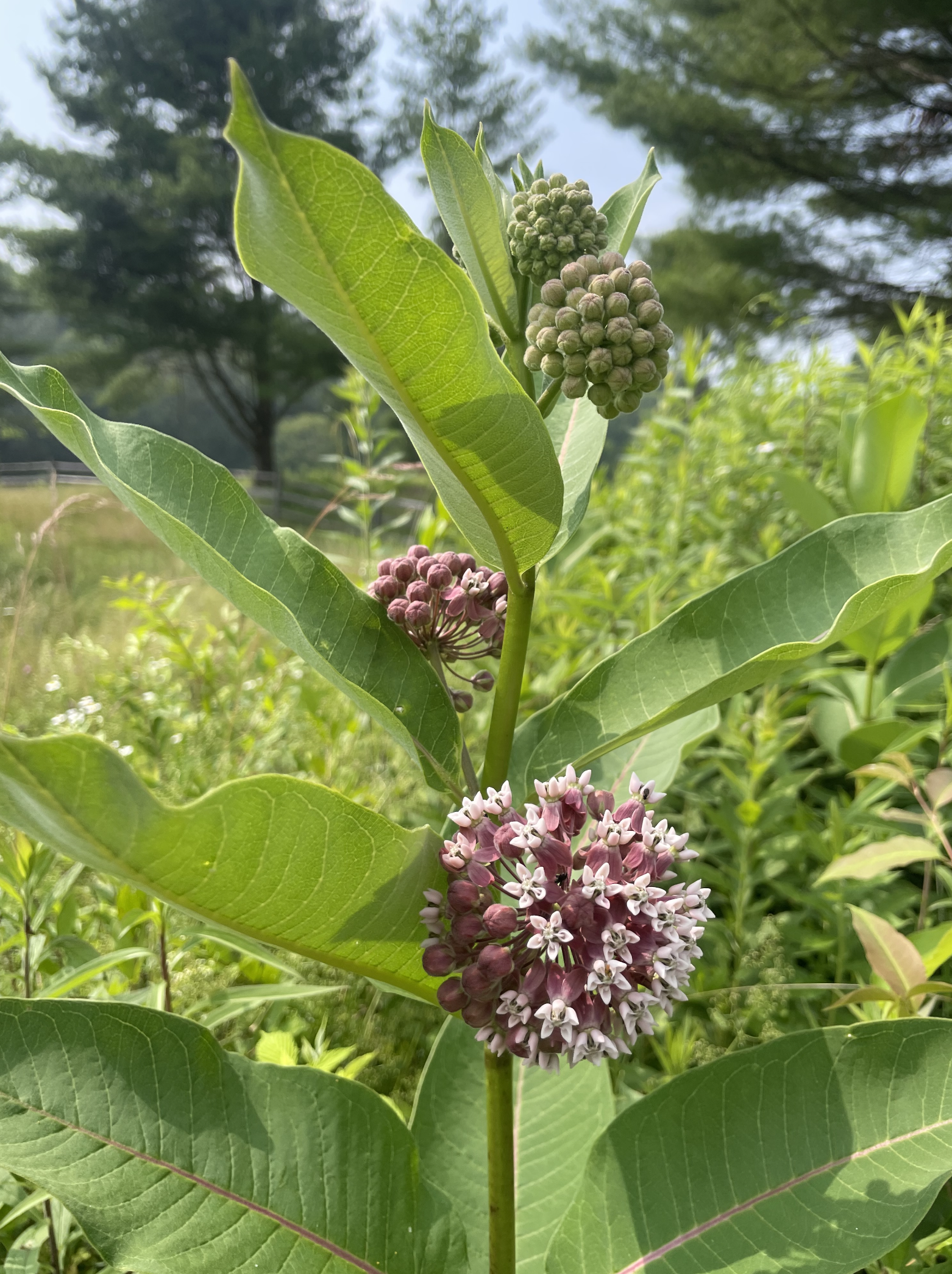 Asclepias syriaca Common Milkweed
