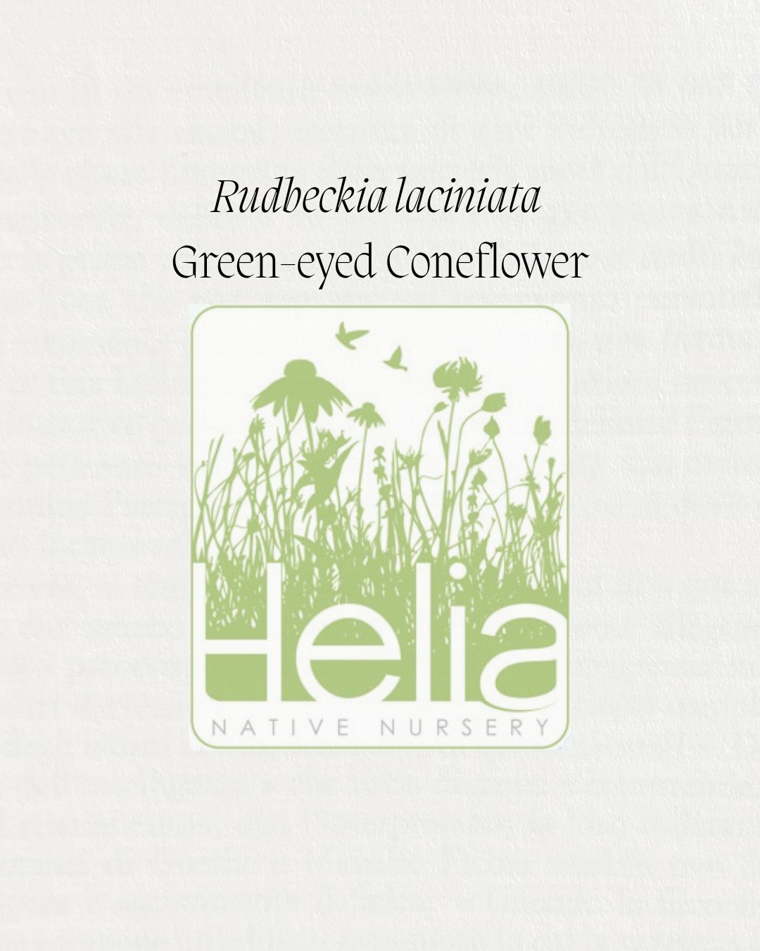 Rudbeckia laciniata Green-eyed Coneflower