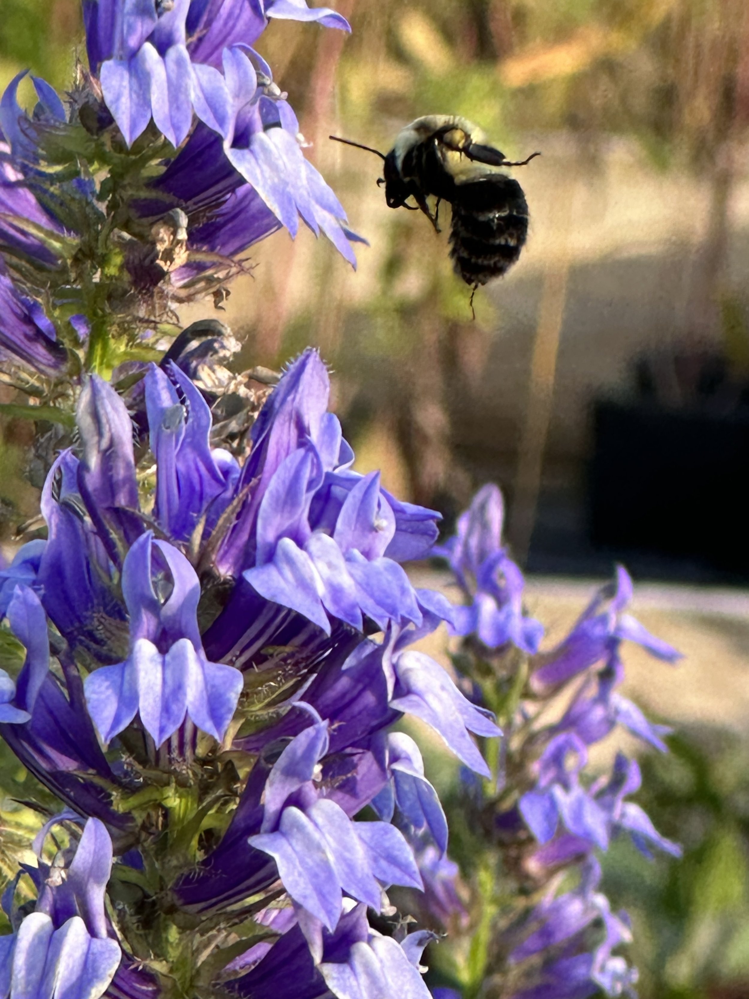 Lobelia siphlitica Great Blue Lobelia