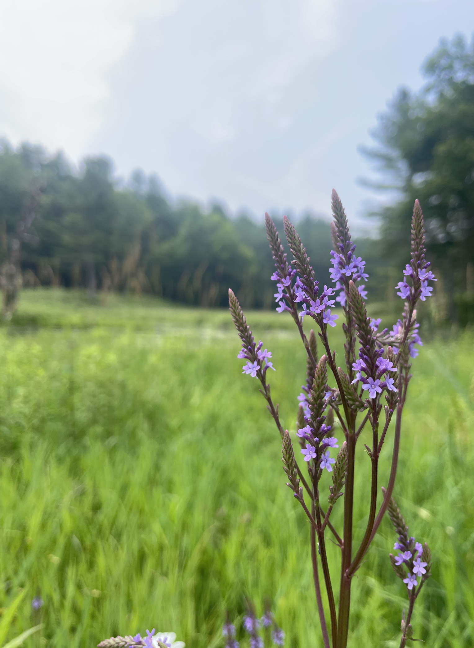 Verbena hastata Blue Vervain