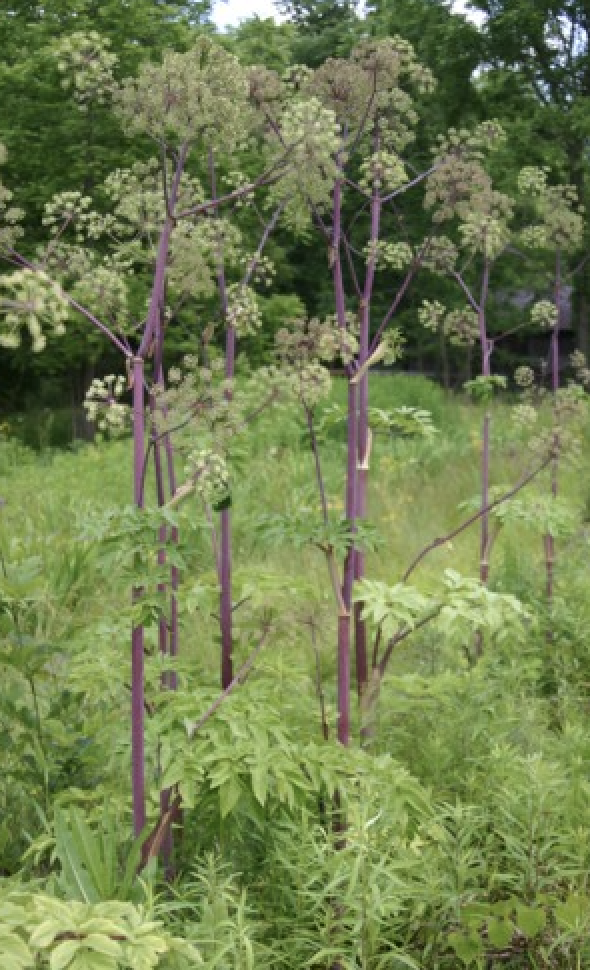 Angelica atropurpurea Purple Angelica