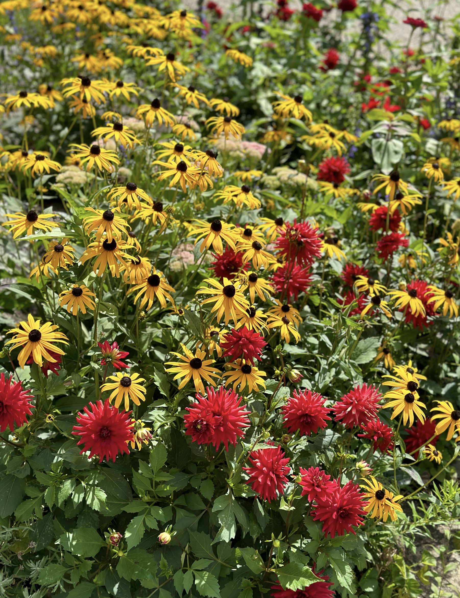 Rudbeckia fulgida Orange Coneflower
