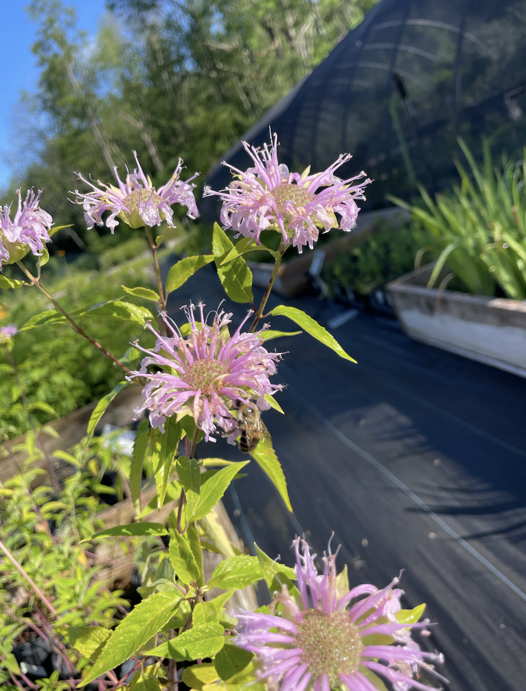Monarda fistulosa Wild Bee Balm
