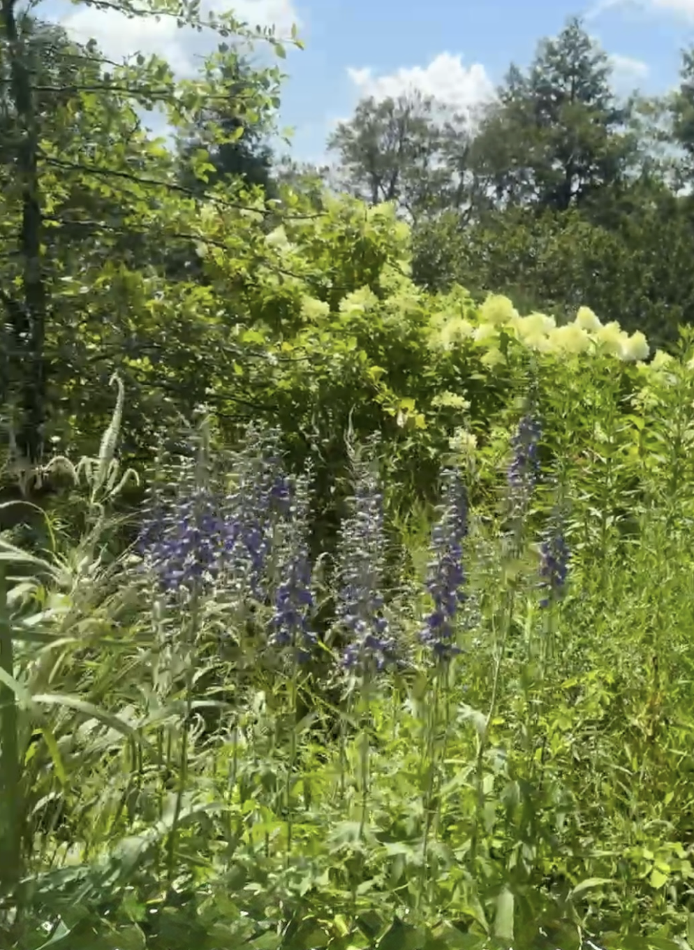Delphinium exaltatum Tall Larkspur