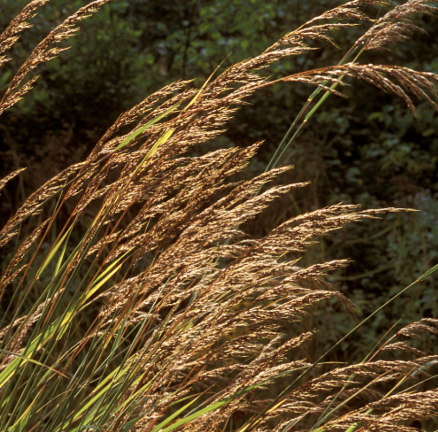 Sorghastrum nutans Indian Grass
