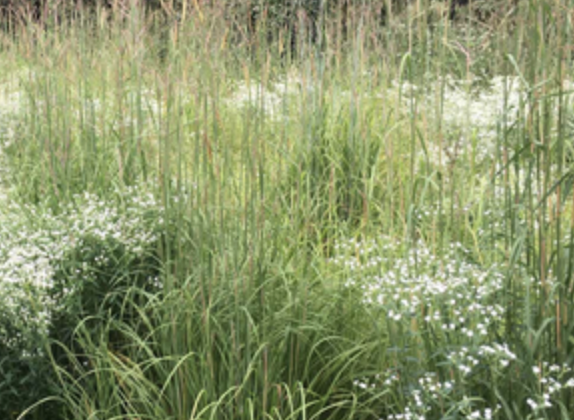 Andropogon gerardii Big Bluestem