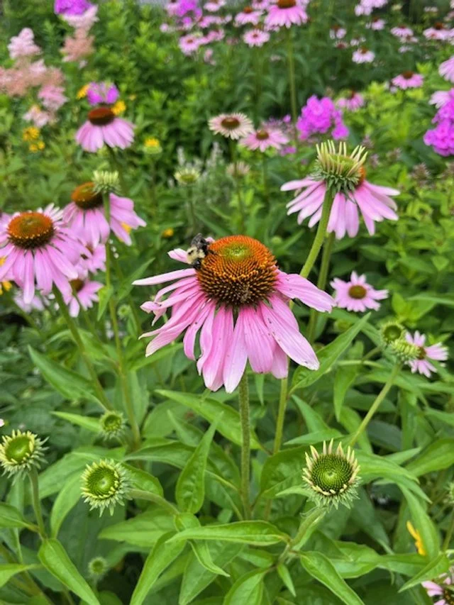 Echinacea purpurea Purple Cone Flower