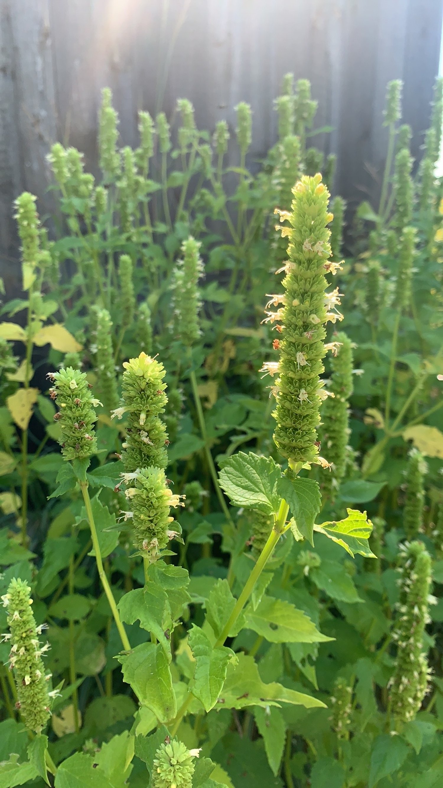 Agastache nepetoides Yellow Giant Hyssop SOLD OUT
