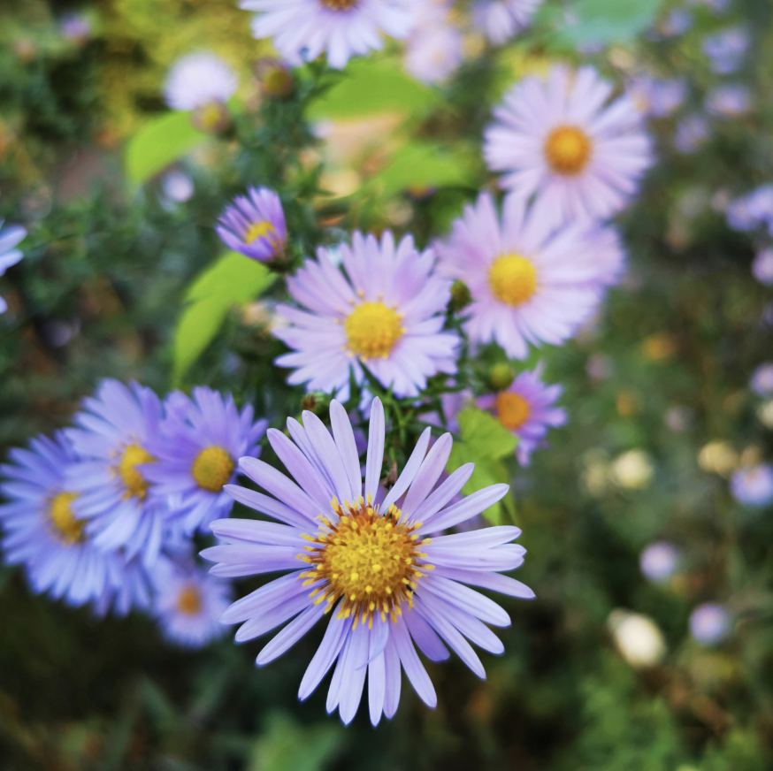 Symphyotrichum novi-belgii New York Aster