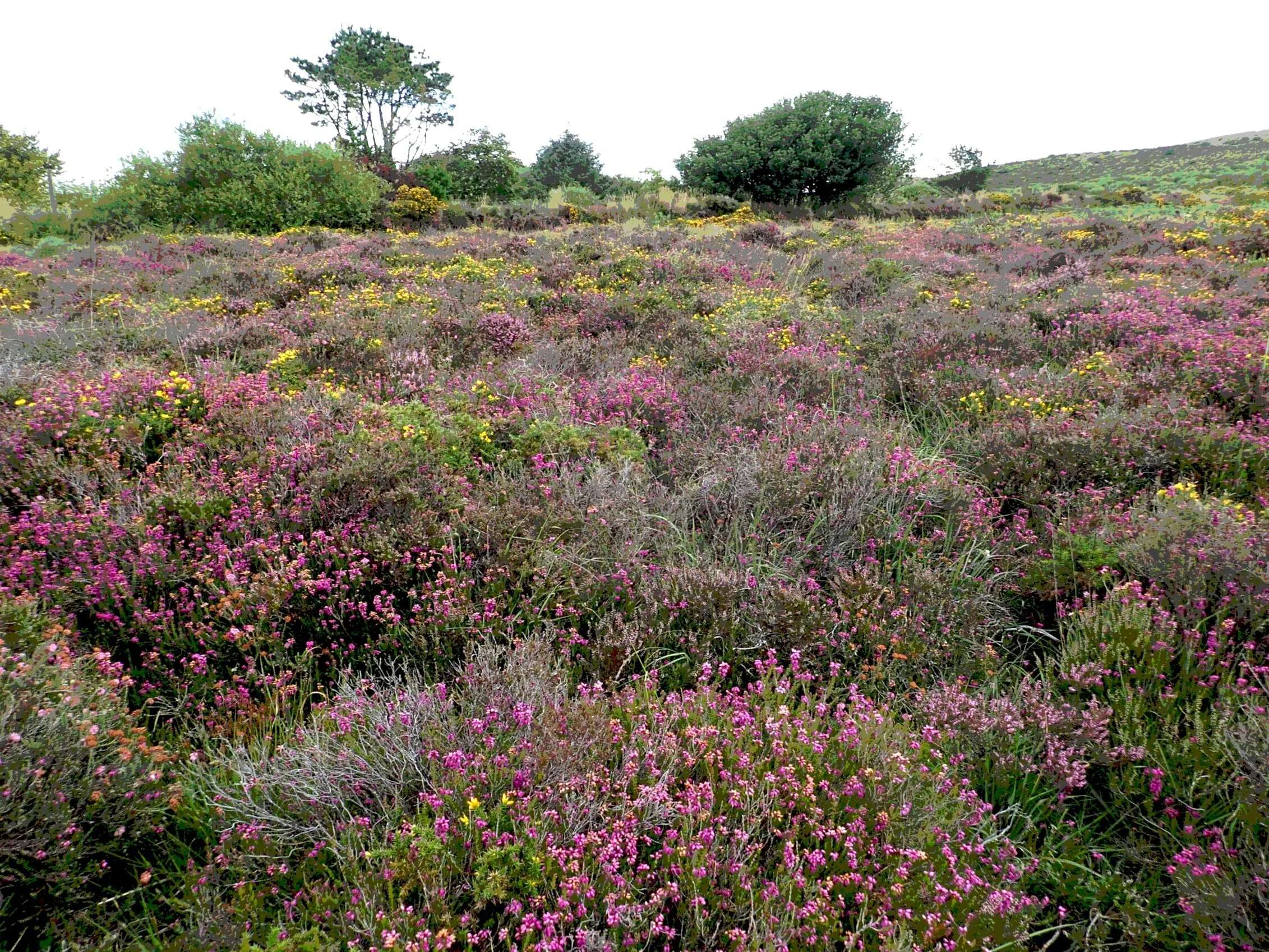 Gainsborough Park Ecological Survey and Management Plan
