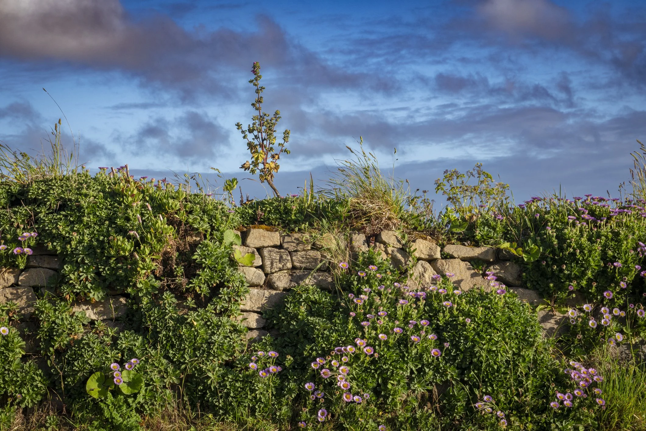 Cornish Hedges: Cornwall’s quiet hero