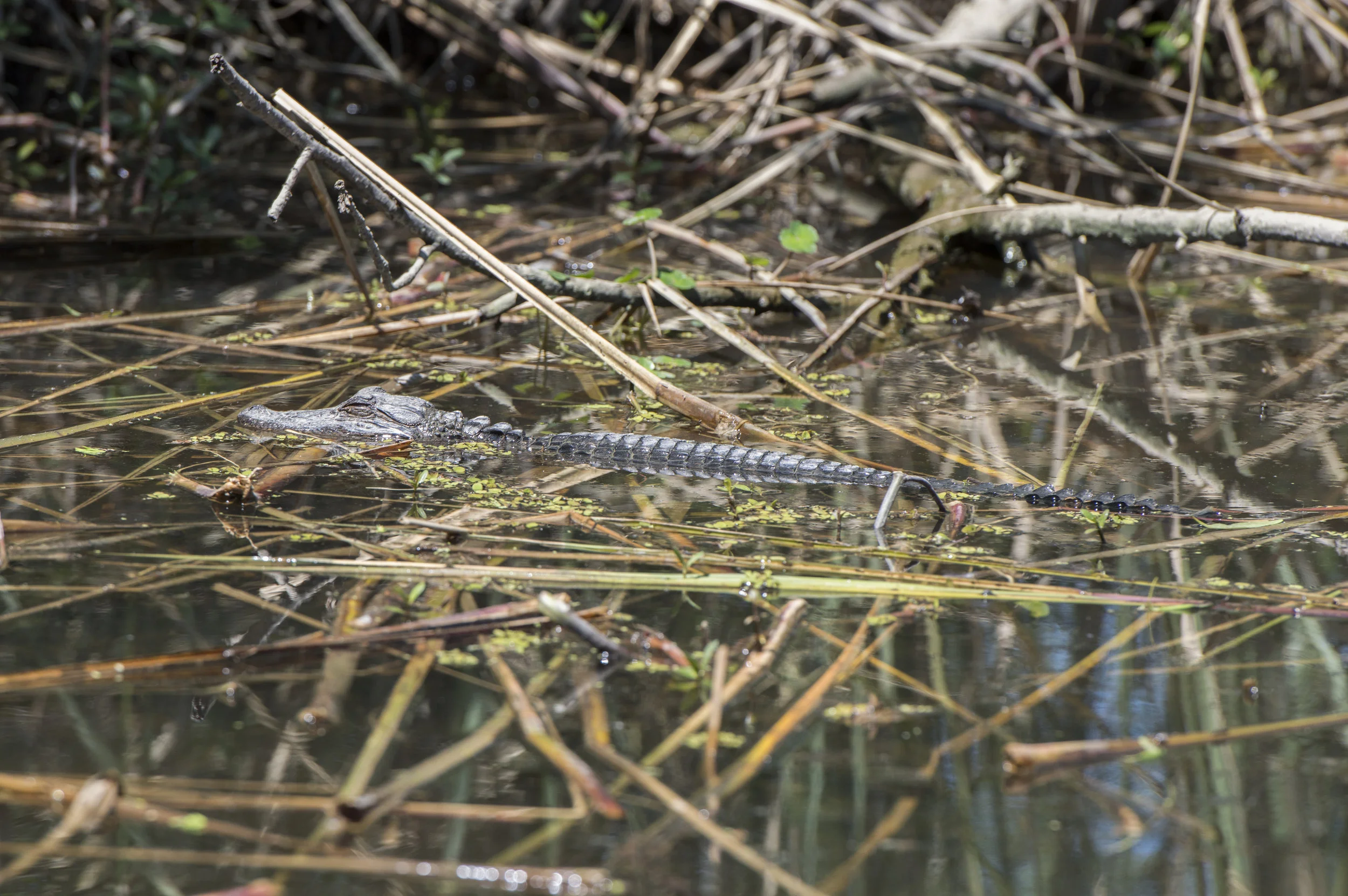 DSC_0091.JPG