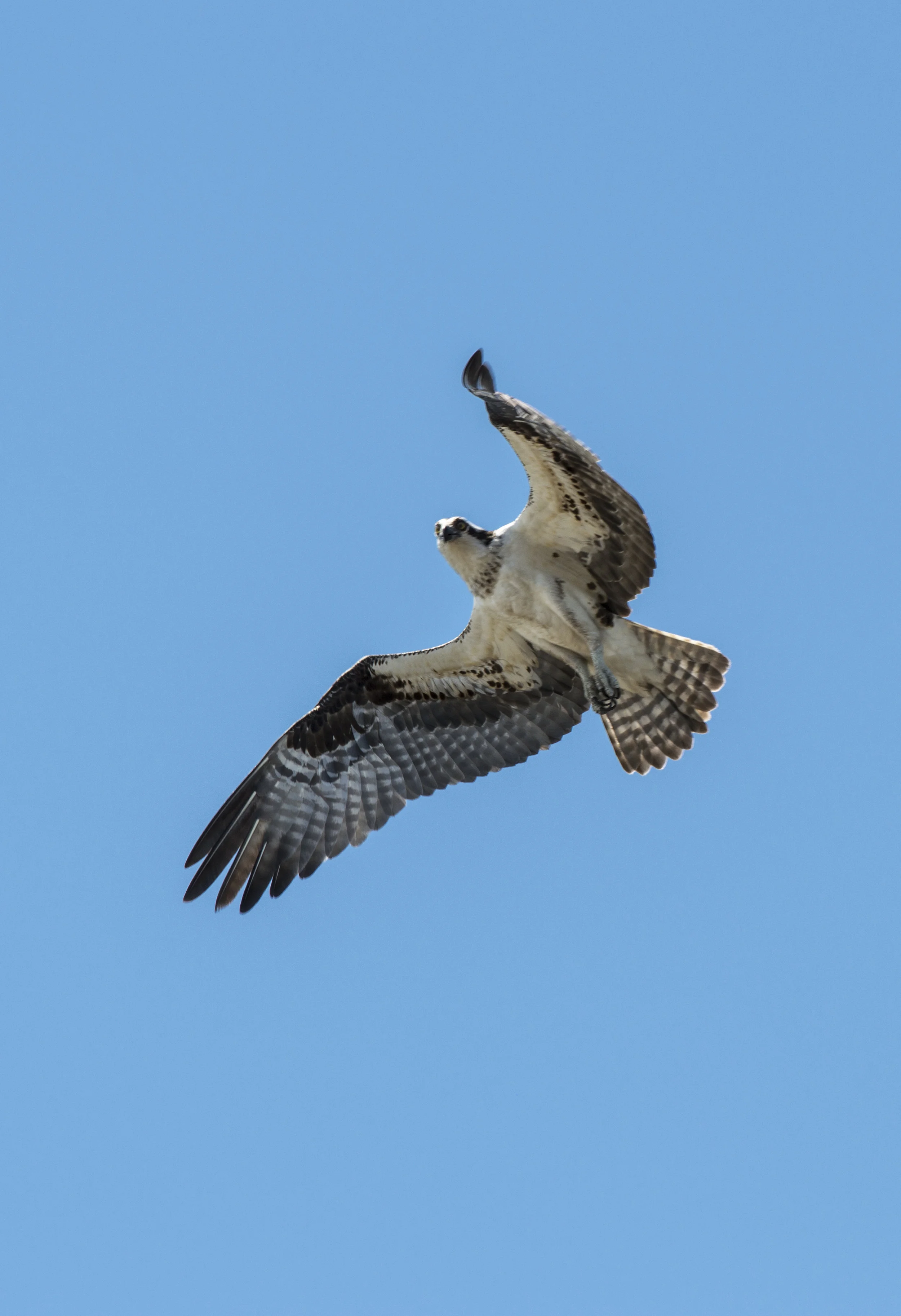 DSC_0211.JPG