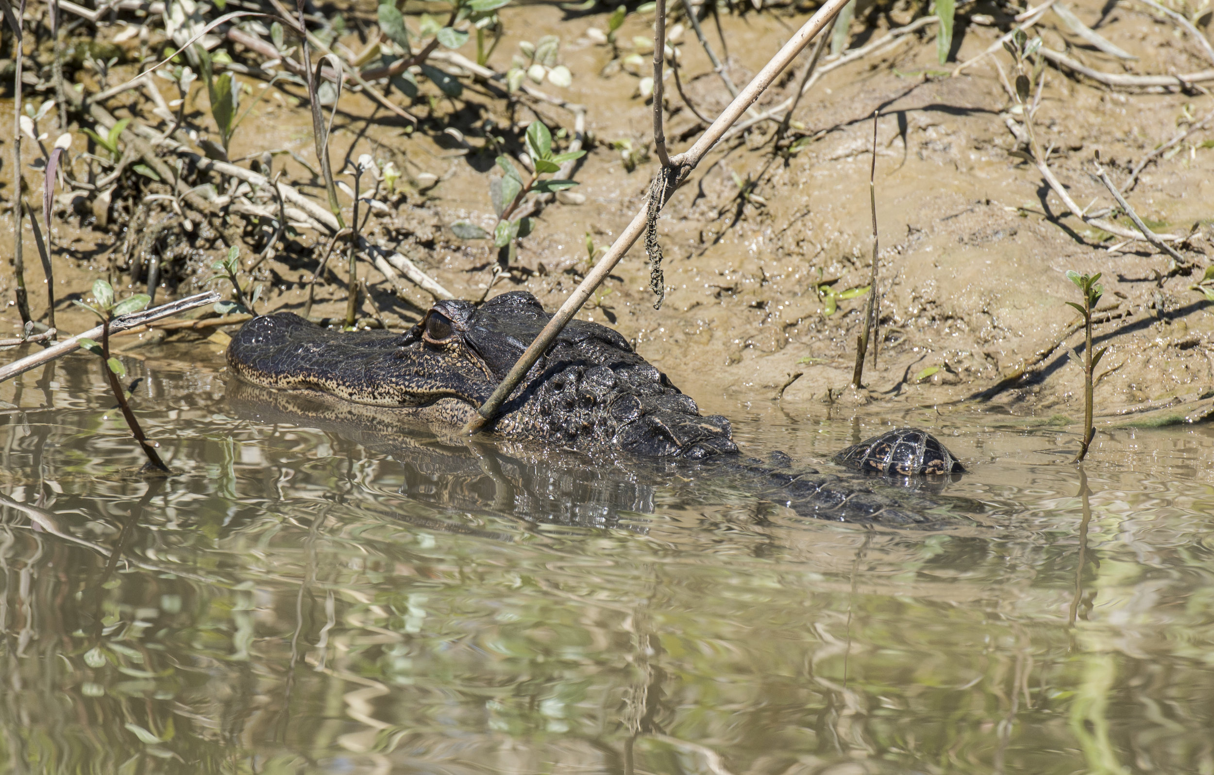 DSC_0257.JPG