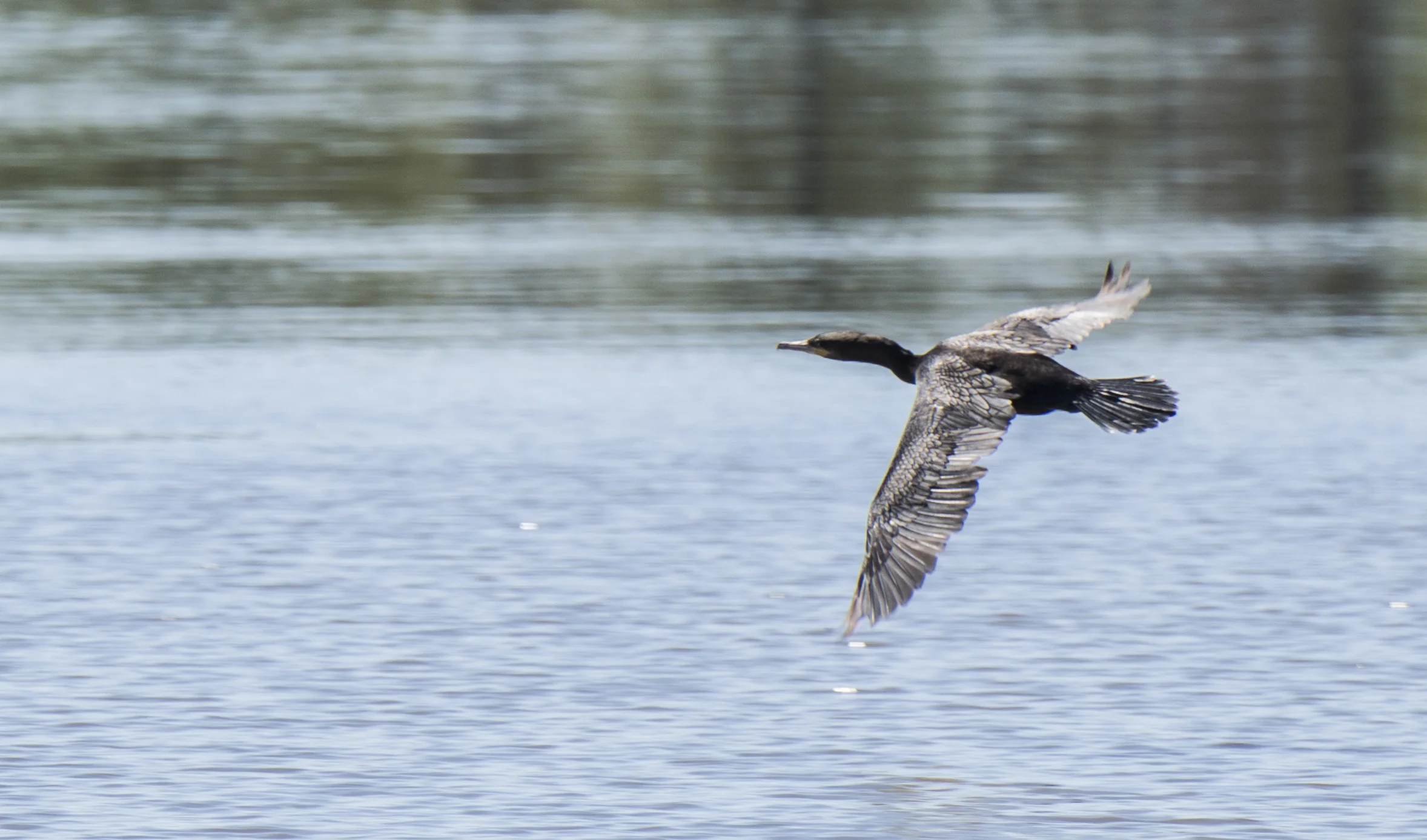 DSC_0554.JPG