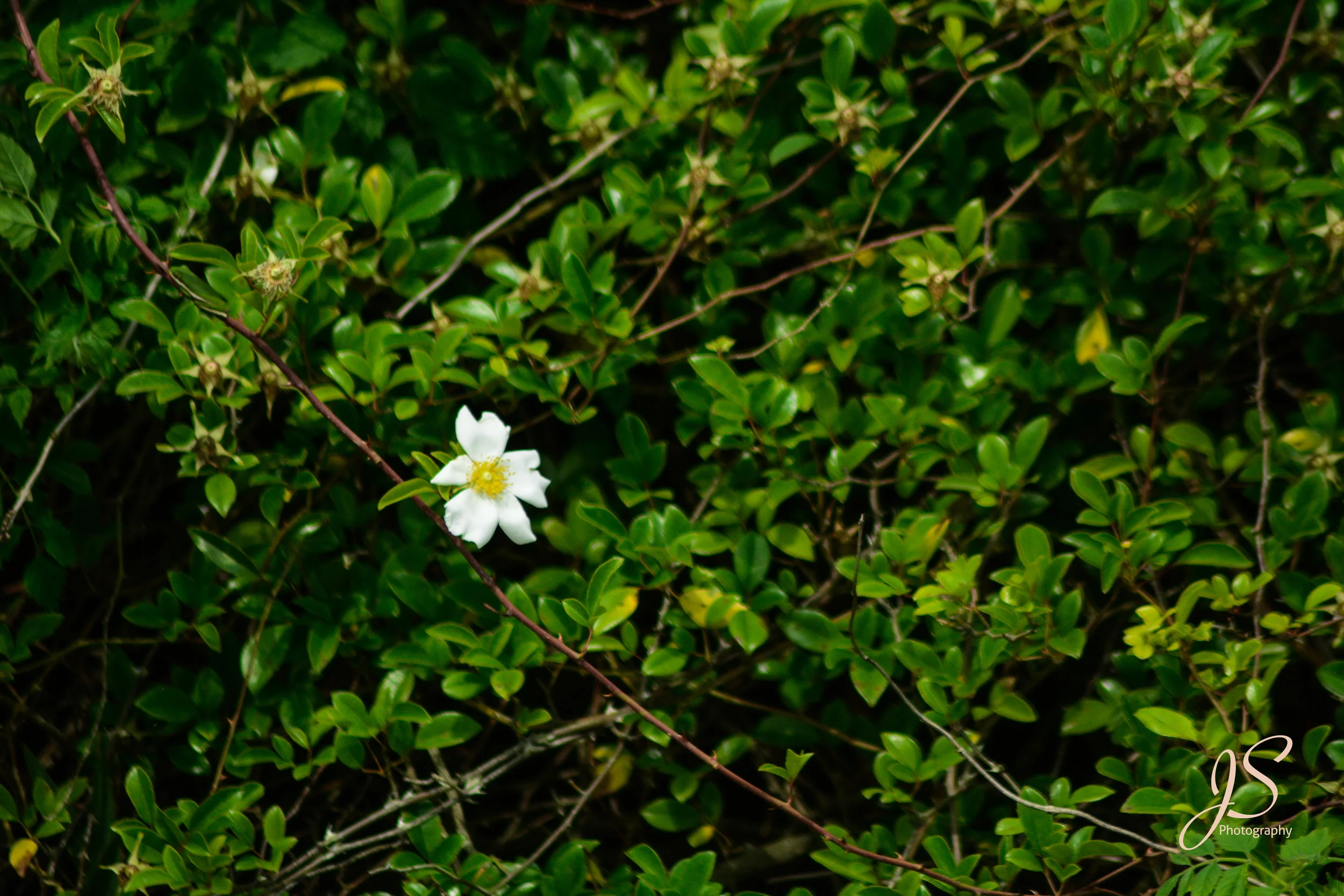 DSC_3829.JPG