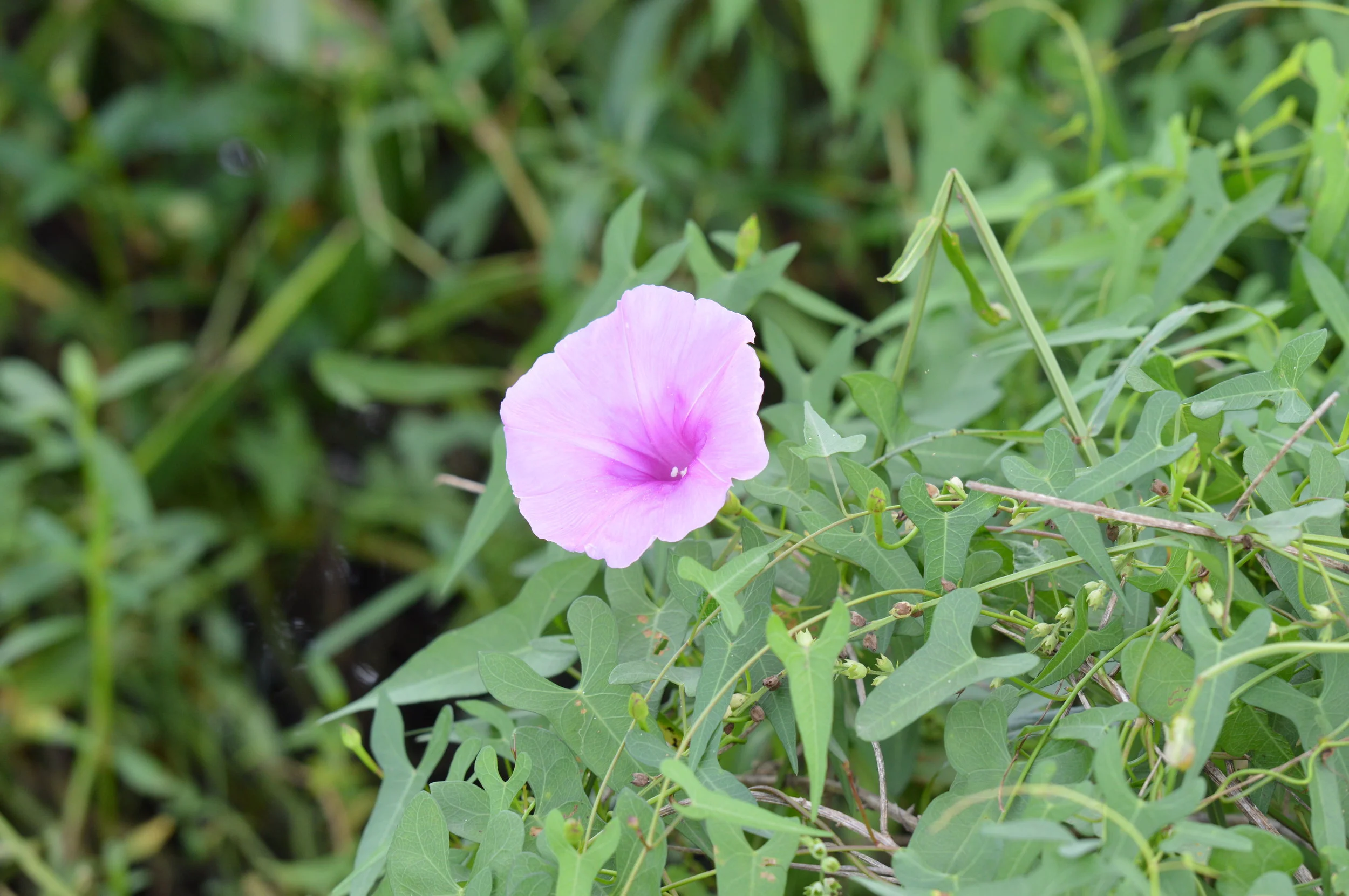 DSC_0080.JPG
