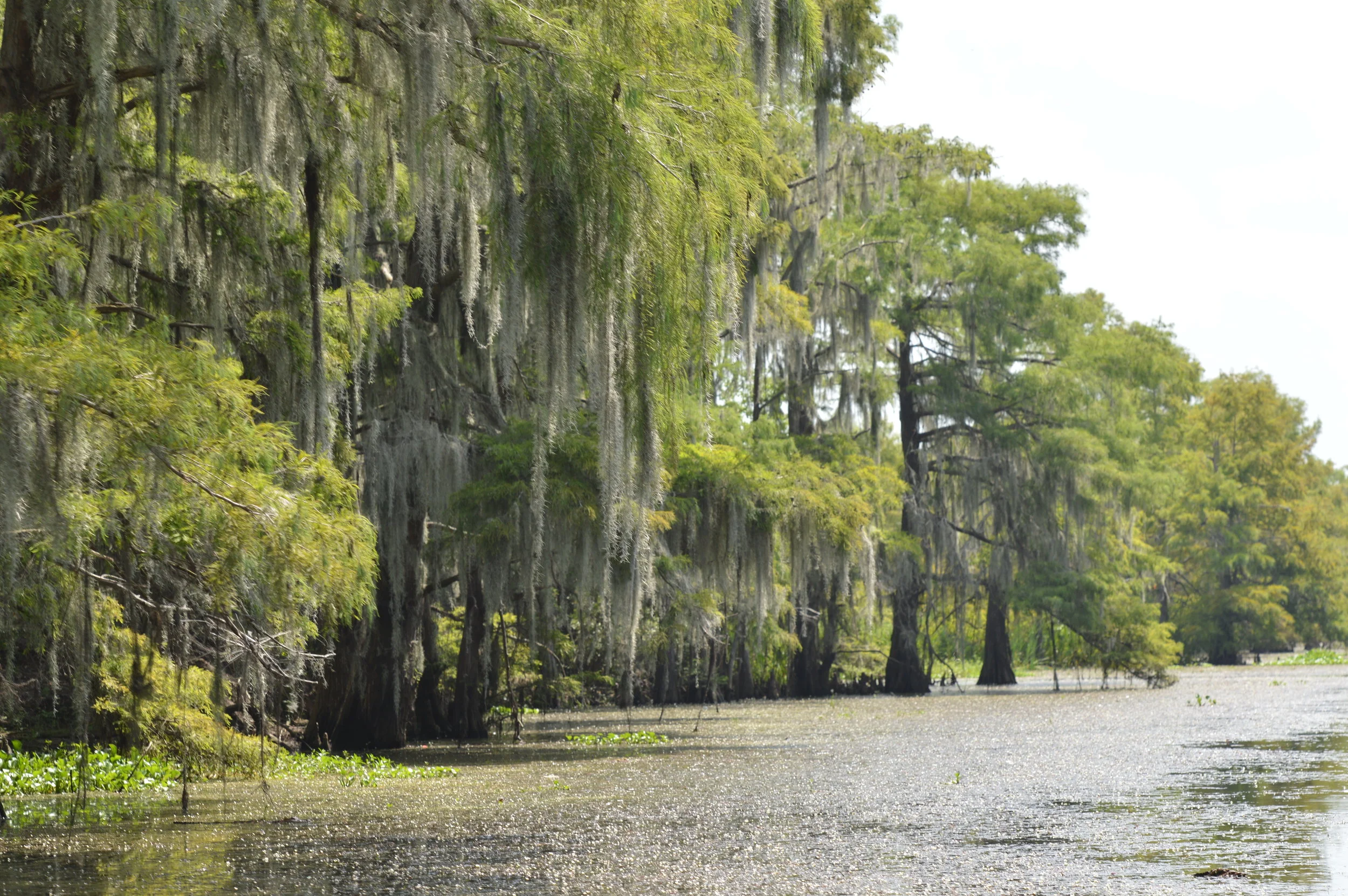 DSC_0195.JPG