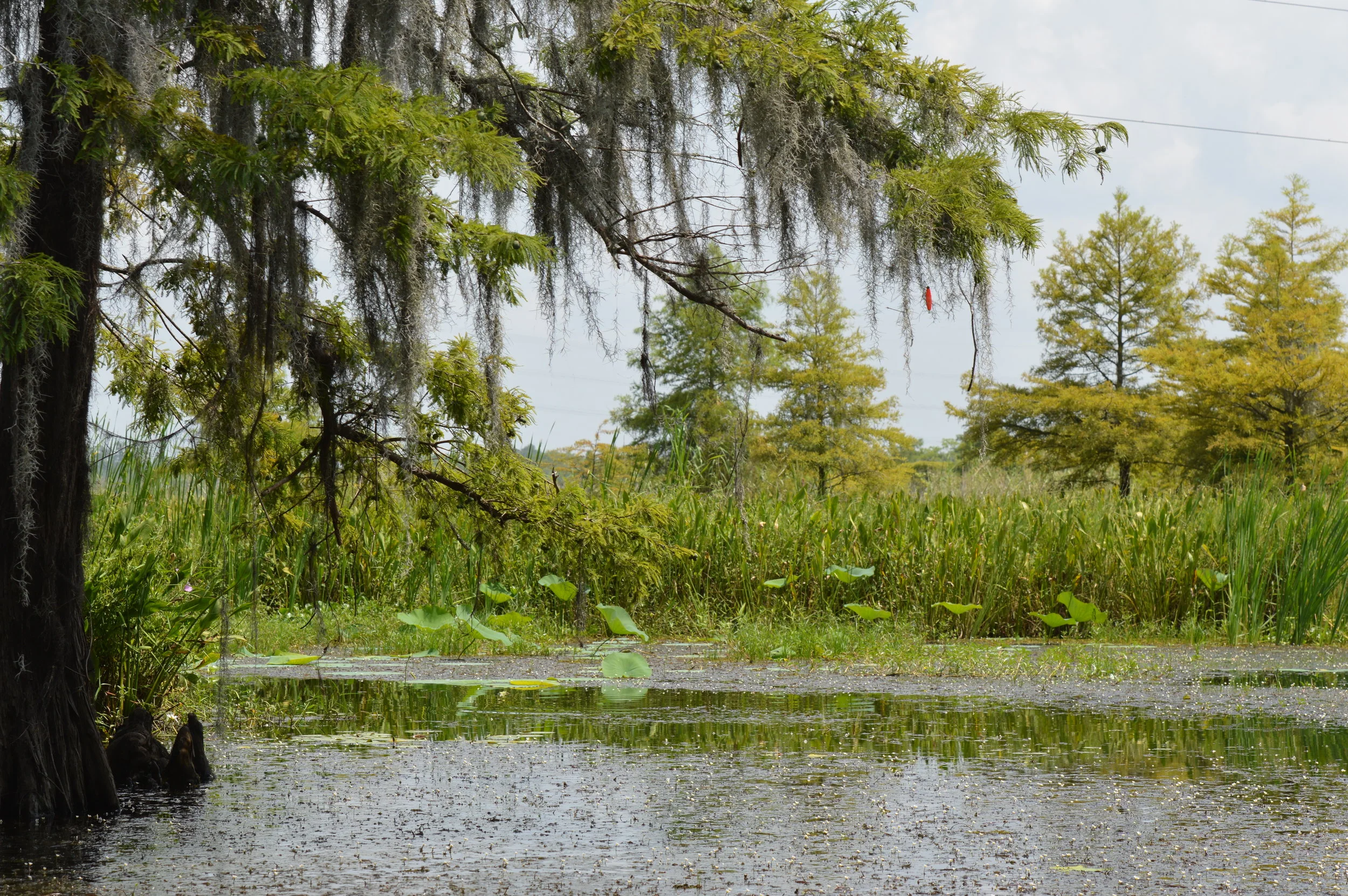 DSC_0208.JPG