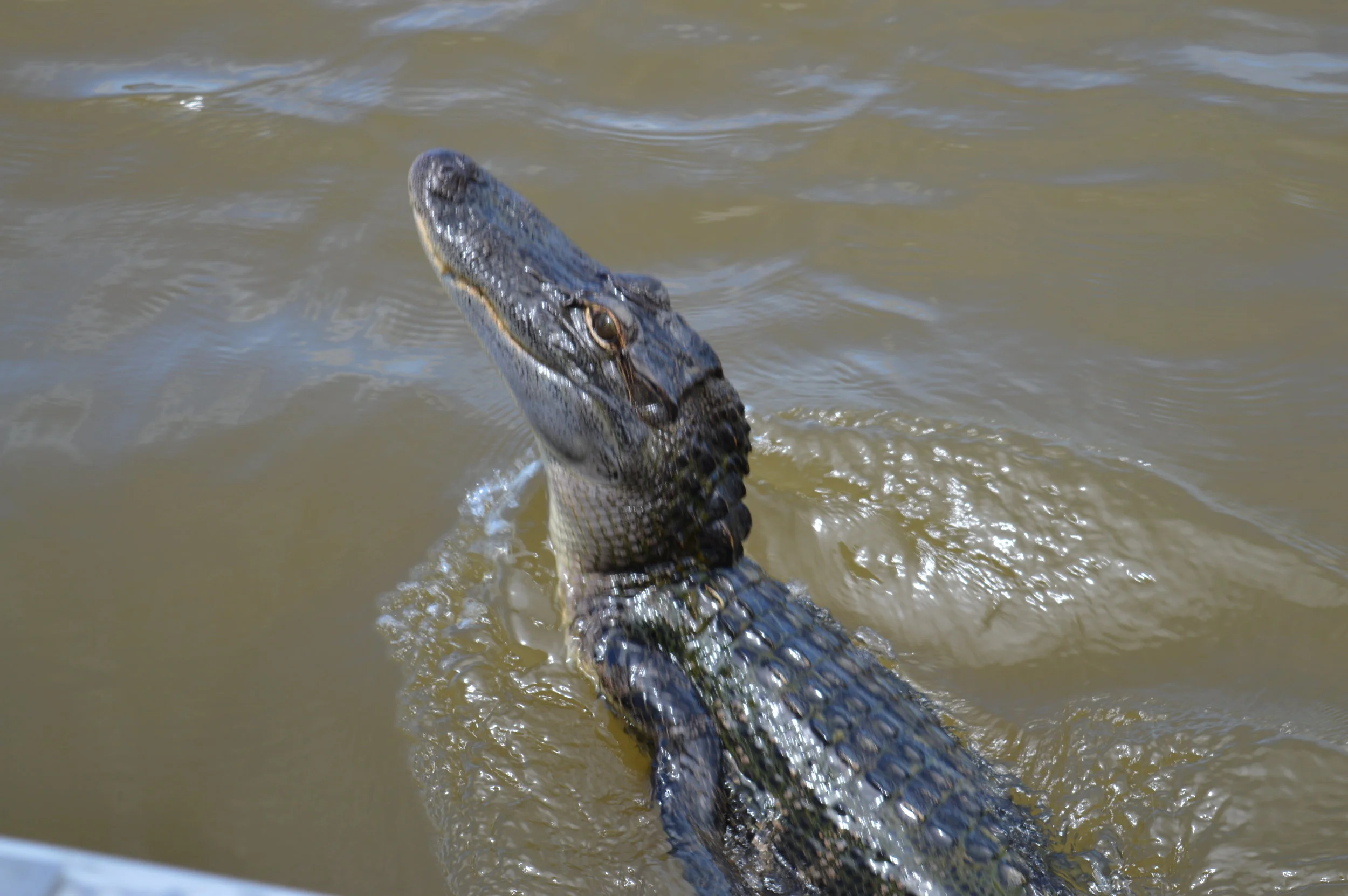 DSC_0337.JPG
