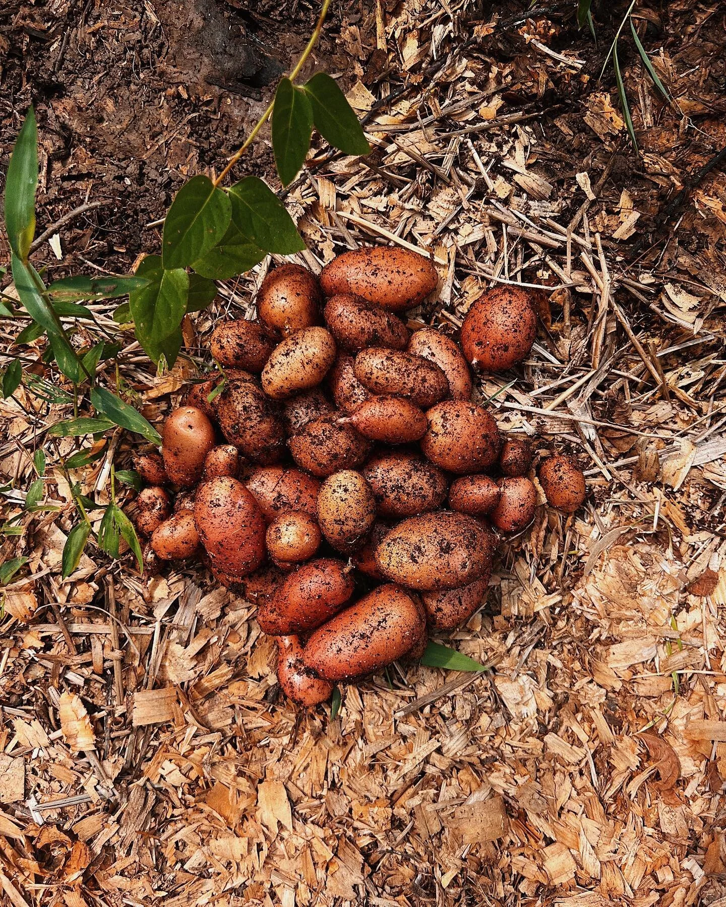 Homegrown potatoes are the best. I usually just roast them with oil and a few spices because they don&rsquo;t need much, but should I make something else with them?
