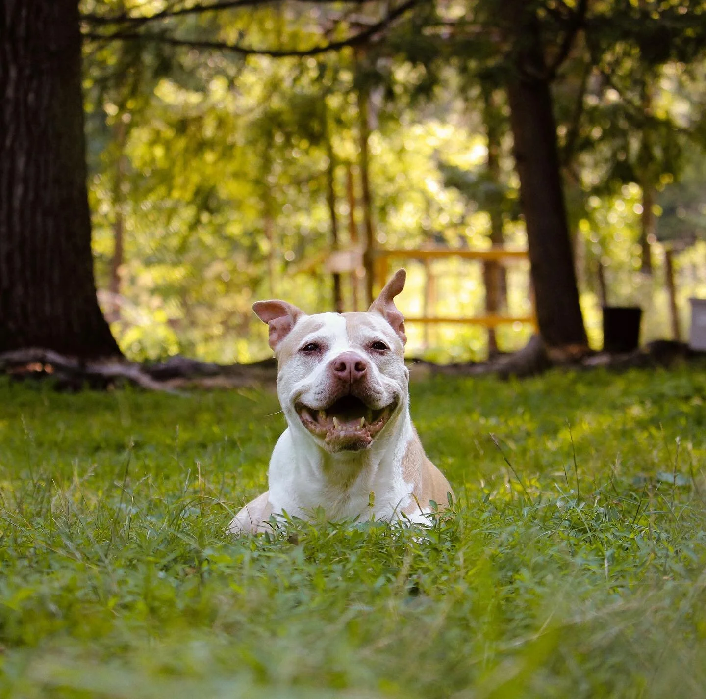 the best girl🥰

#onmyhomestead #homesteadeverafter #plantsteading #plantstead #plantsteadersofig #permaculture #notill #notillrevolution #farmlife #highlandcow #minicow #minicowsofinstagram #goatsofinstagram #farmdog #farmdogsofinstagram #pitbull #p