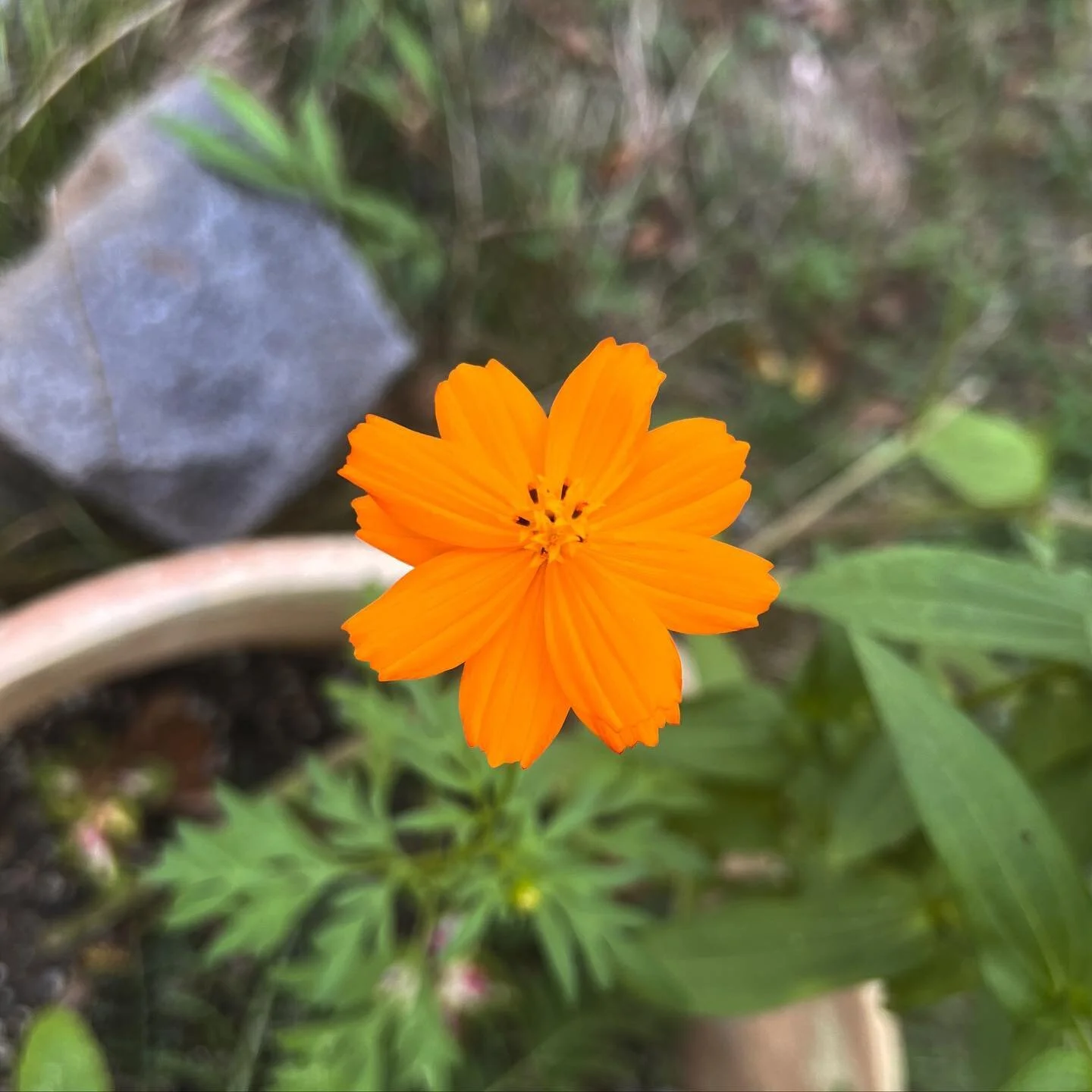 How do y&rsquo;all cut your flowers?! I know it can actually be good for the plant and can help them produce more buds, but like, my heart won&rsquo;t let me! 

I&rsquo;m absolutely in love with these majestic little Buddha&rsquo;s Hand Cosmos from @