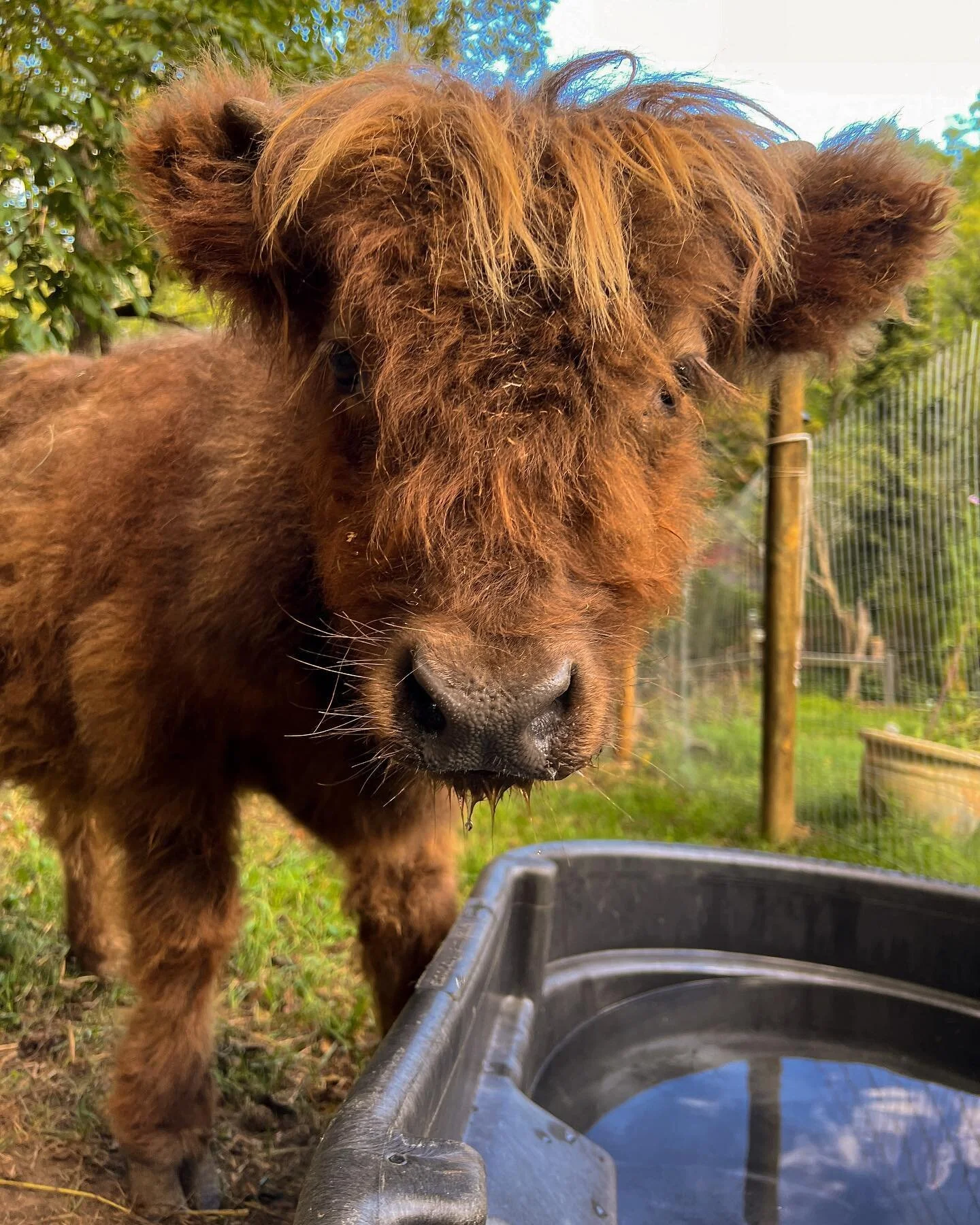 Appa the showstappahhh🤩

#onmyhomestead #homesteadeverafter #plantsteading #plantstead #plantsteadersofig #permaculture #notill #notillrevolution #farmlife #highlandcow #minicow #minicowsofinstagram #goatsofinstagram #farmdog #farmdogsofinstagram #v