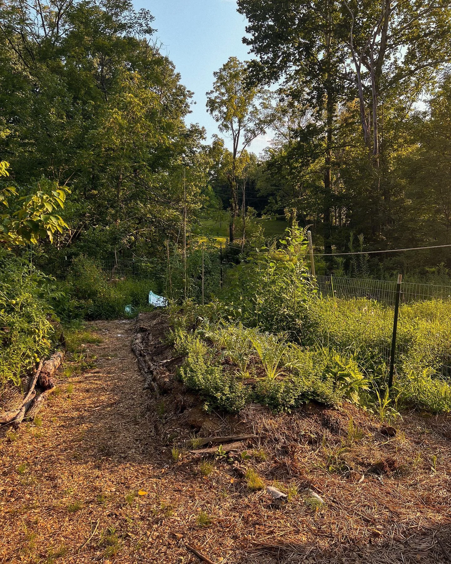 The hugelkultur bed✨

So excited to plan out this back garden space for next year! We had some success in this bed the past few months, but will probably rethink which plants will work better here vs the front garden.

Can&rsquo;t believe it&rsquo;s 