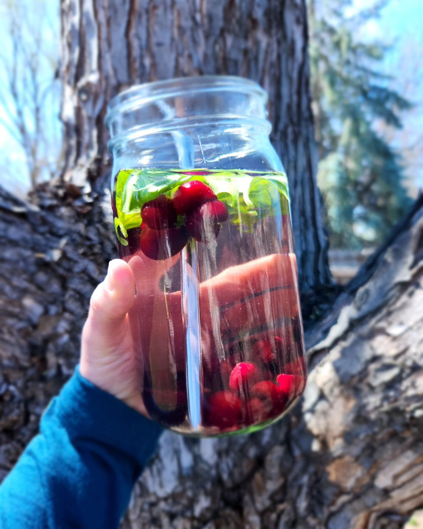 Bringing back hydration infusions!!! 🌱🍒

🌞
.
I know often plain water can tend to get a tad boring! So bringing back the favorite hydration infusions!! 

Lets make some herbal/veggie infusions to help inspire you to drink up!
.
.
Deets://
Filtered