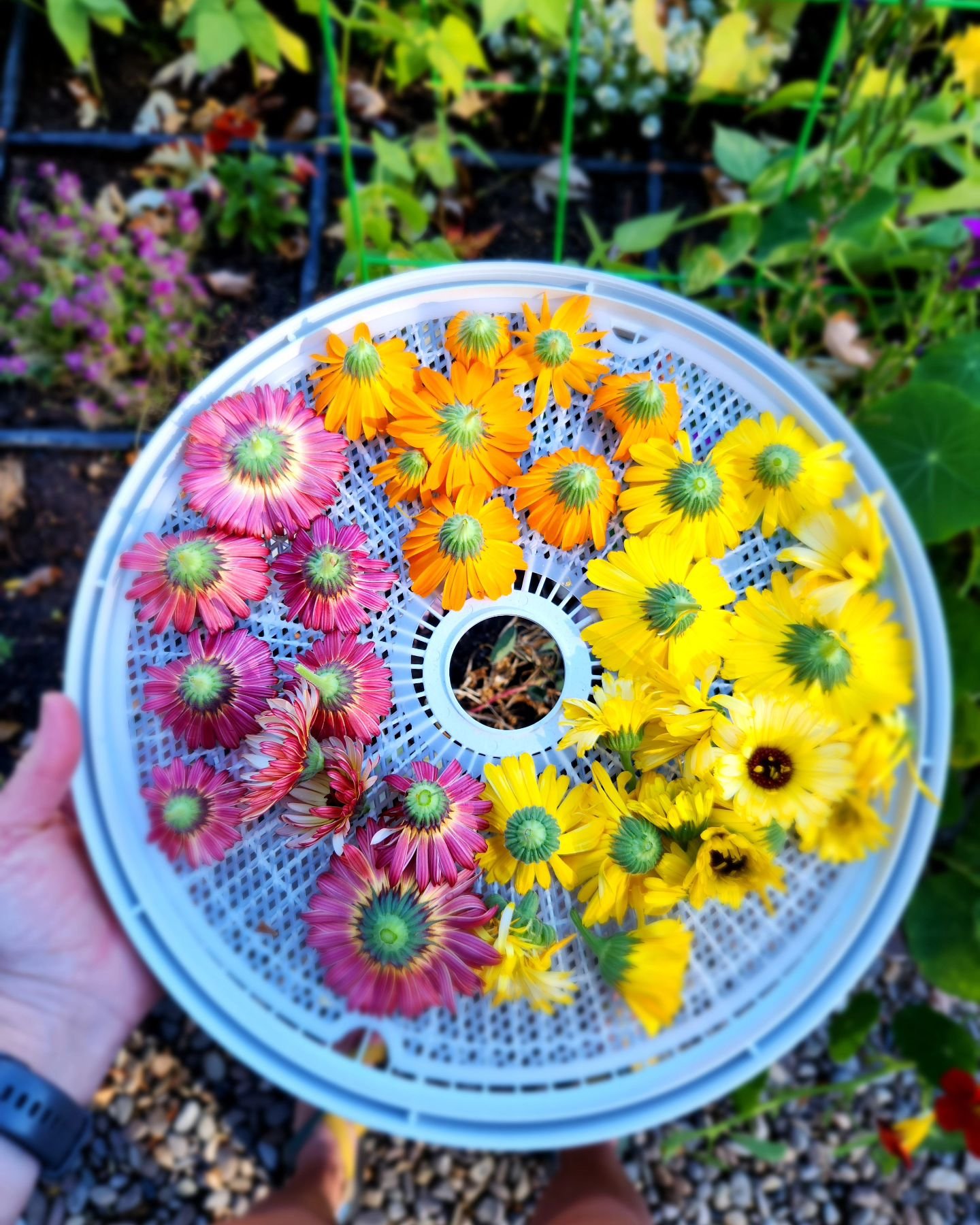 This sunny flower will brighten your garden and spirit.  She just yells happiness.  And I love her.

Calendula Officinalis

All lip balms have botanical infused oils that deeply nourish your skin. Many of which are herbs grown and loved by me! The fr