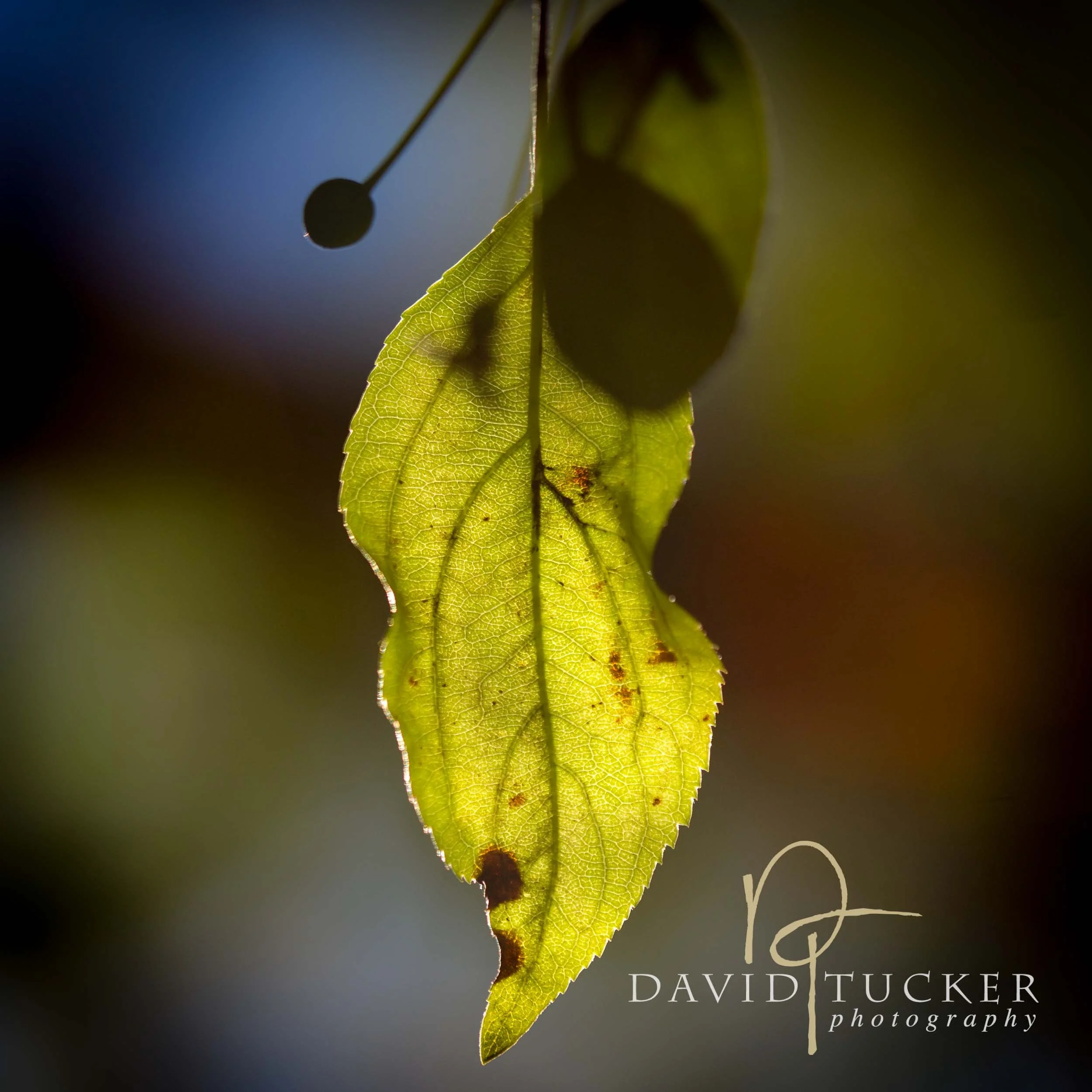 _H2A2685-Edit.jpg
