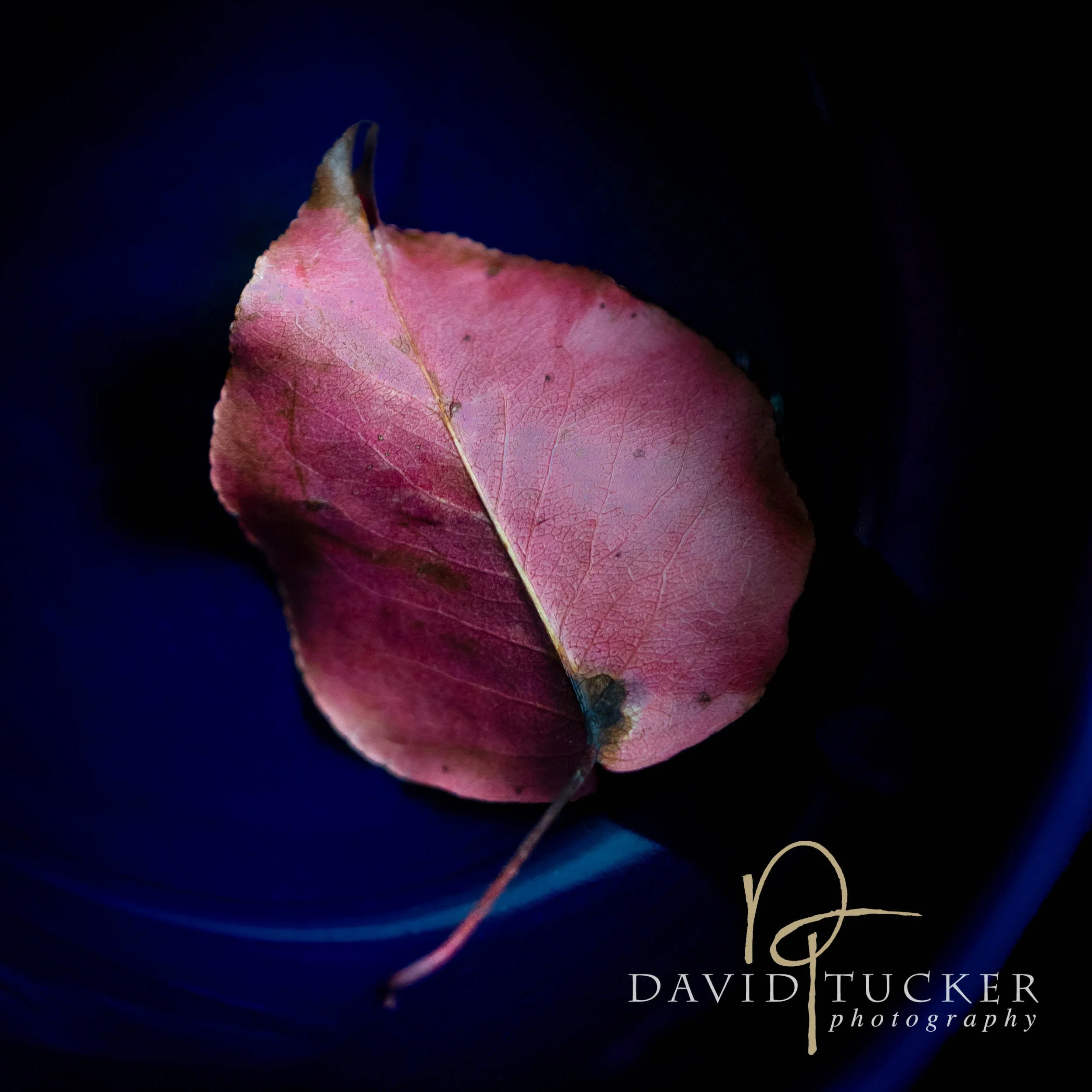 "Ruby Blue - Twilight Language; Part One, Dance of the Leaves" (Copy)