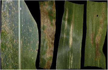 image2.png