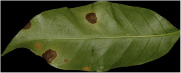 image5.png