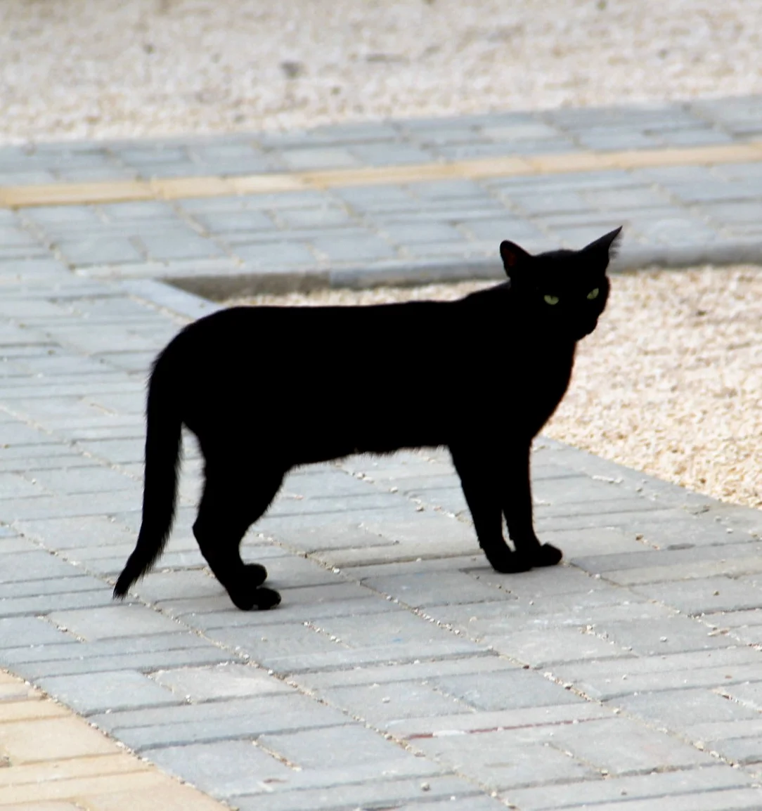 Bagheera the Cat. Film City, Zekreet, Qatar. Photo taken by: Tyanna LC