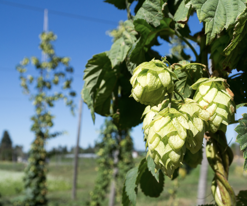 Meet the 4 Hops of Rhode Trip