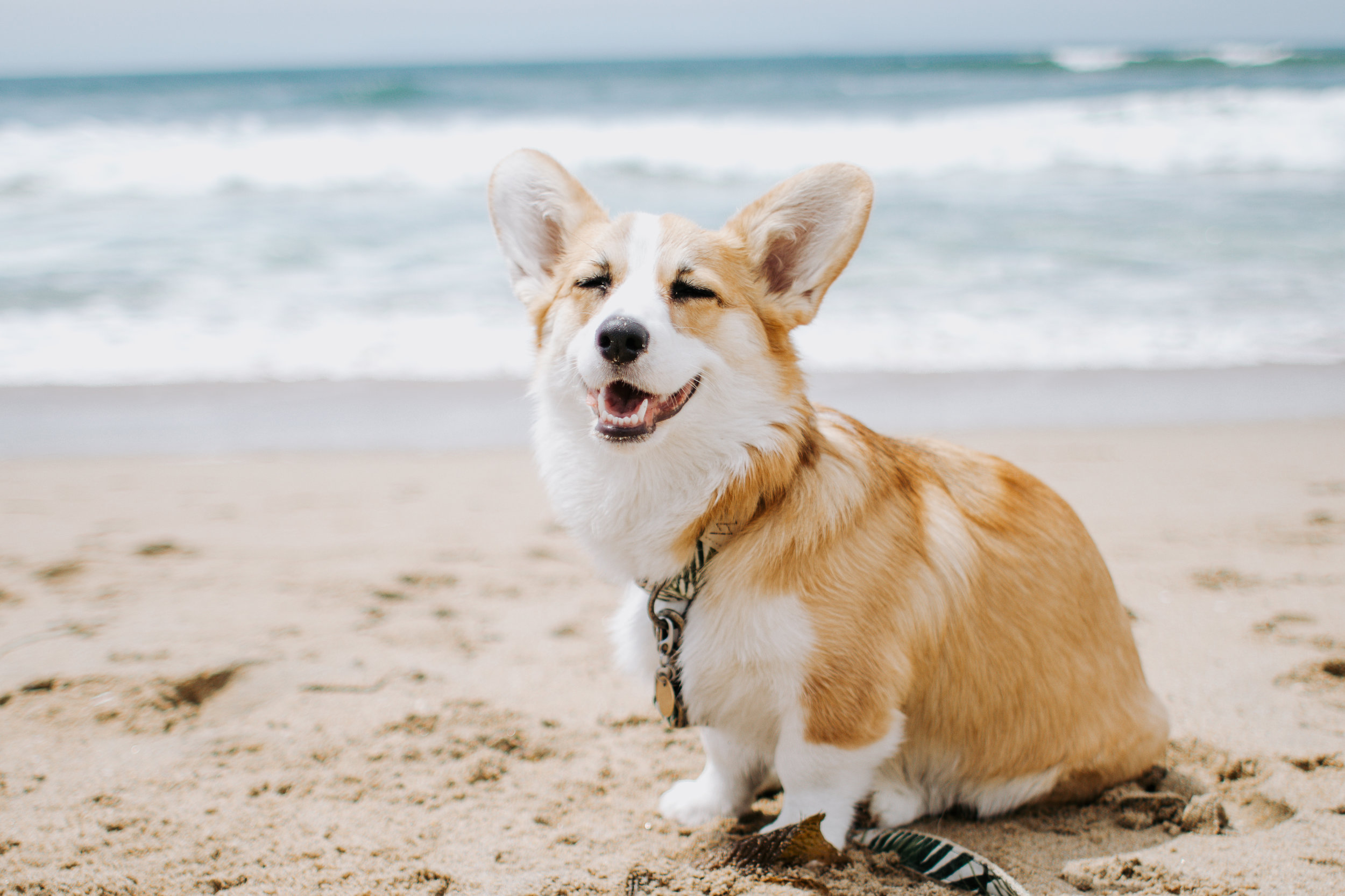 willo the corgi
