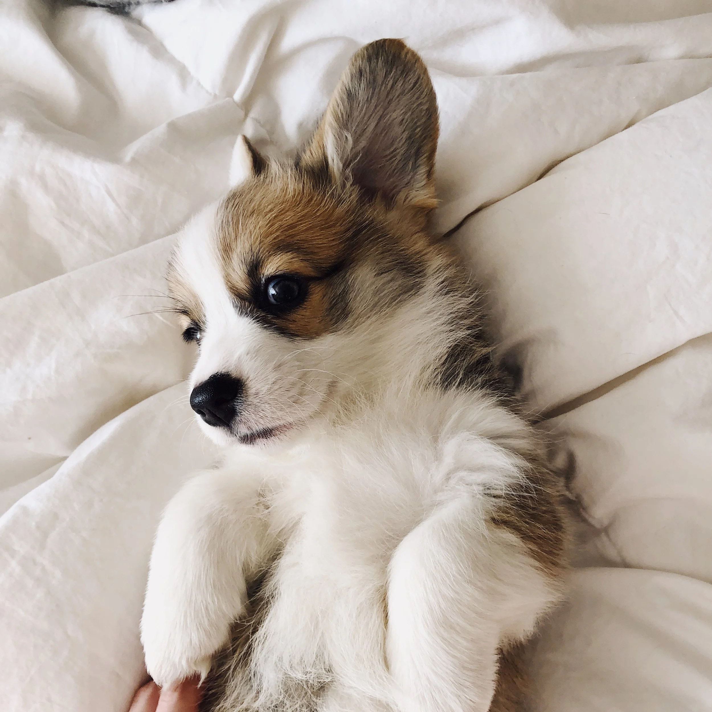 Considerations Before Bringing Home Your First Corgi