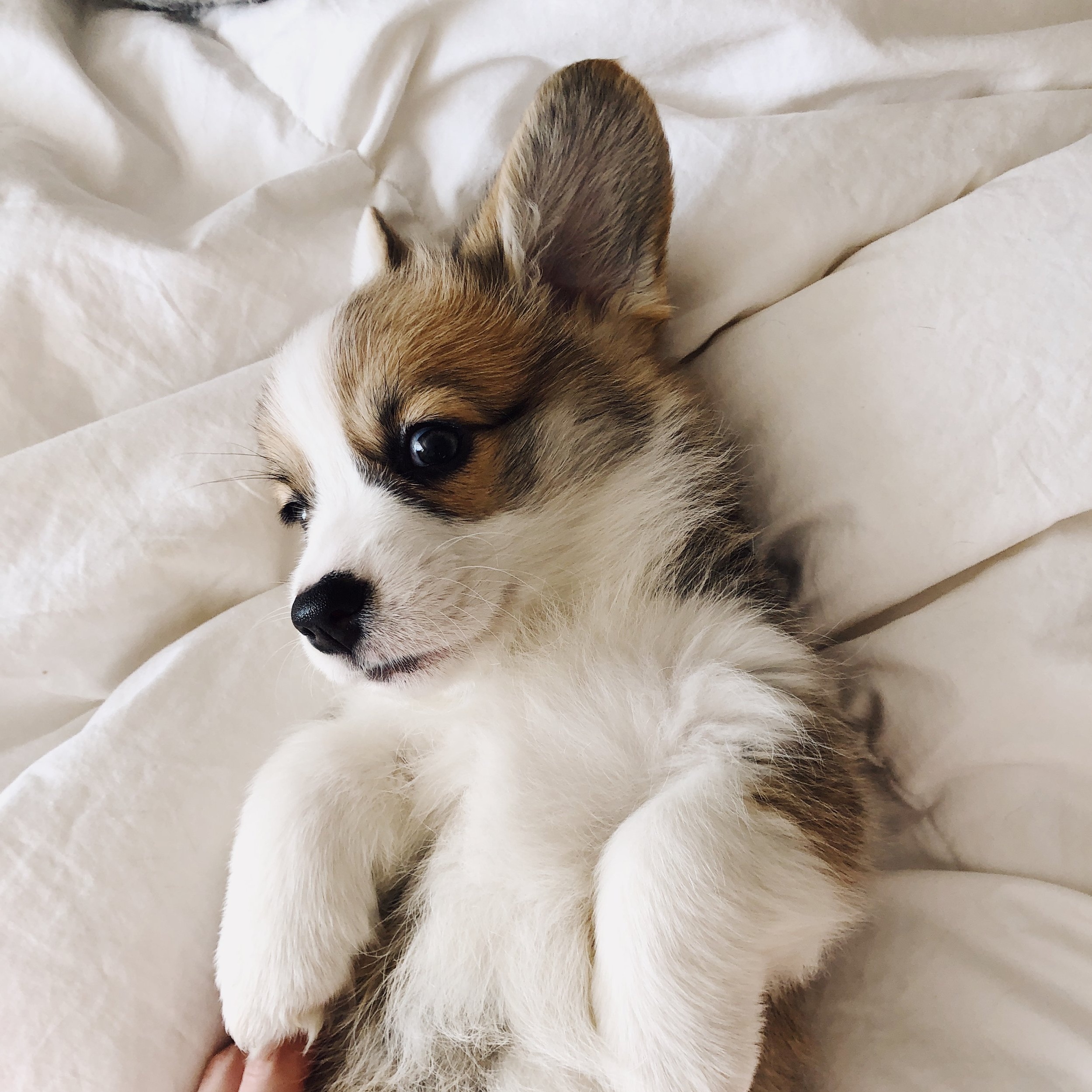 Our little guy turned 3 weeks old this week, we can't wait to bring him  home next month! : r/corgi