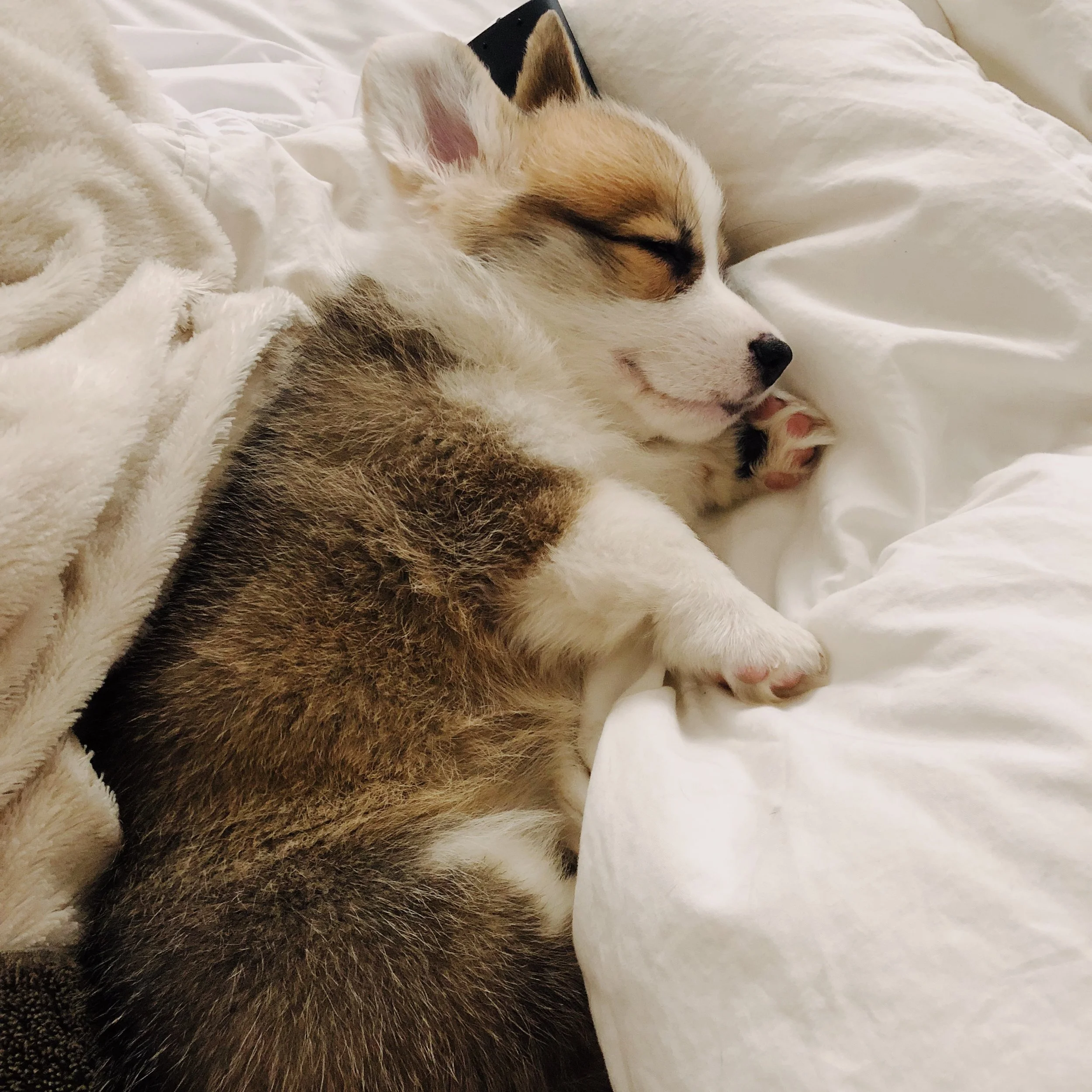 what to feed corgi puppy
